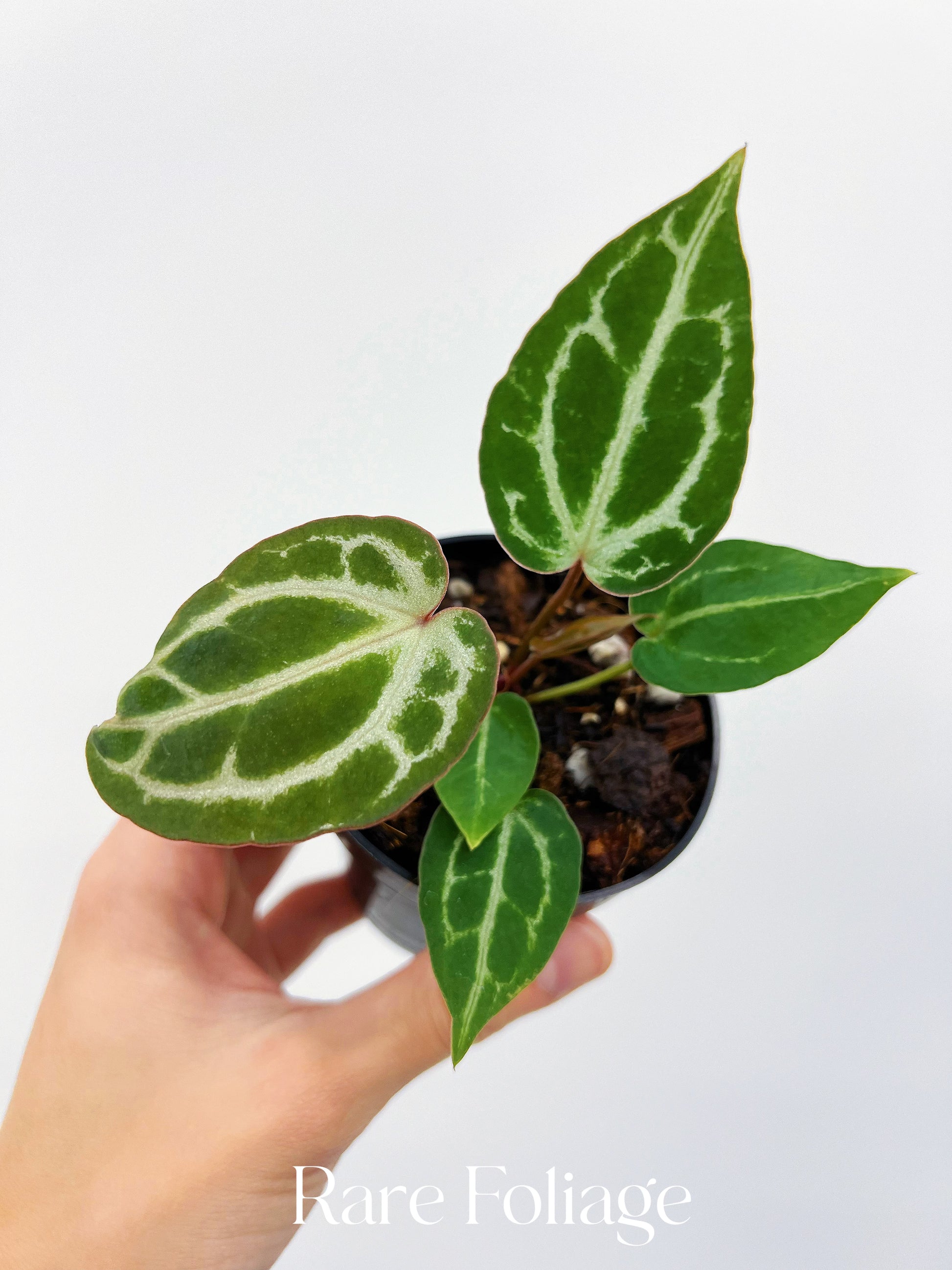 anthurium michelii Anthurium Michelle Seedling 3” – Rare Foliage Plant Co