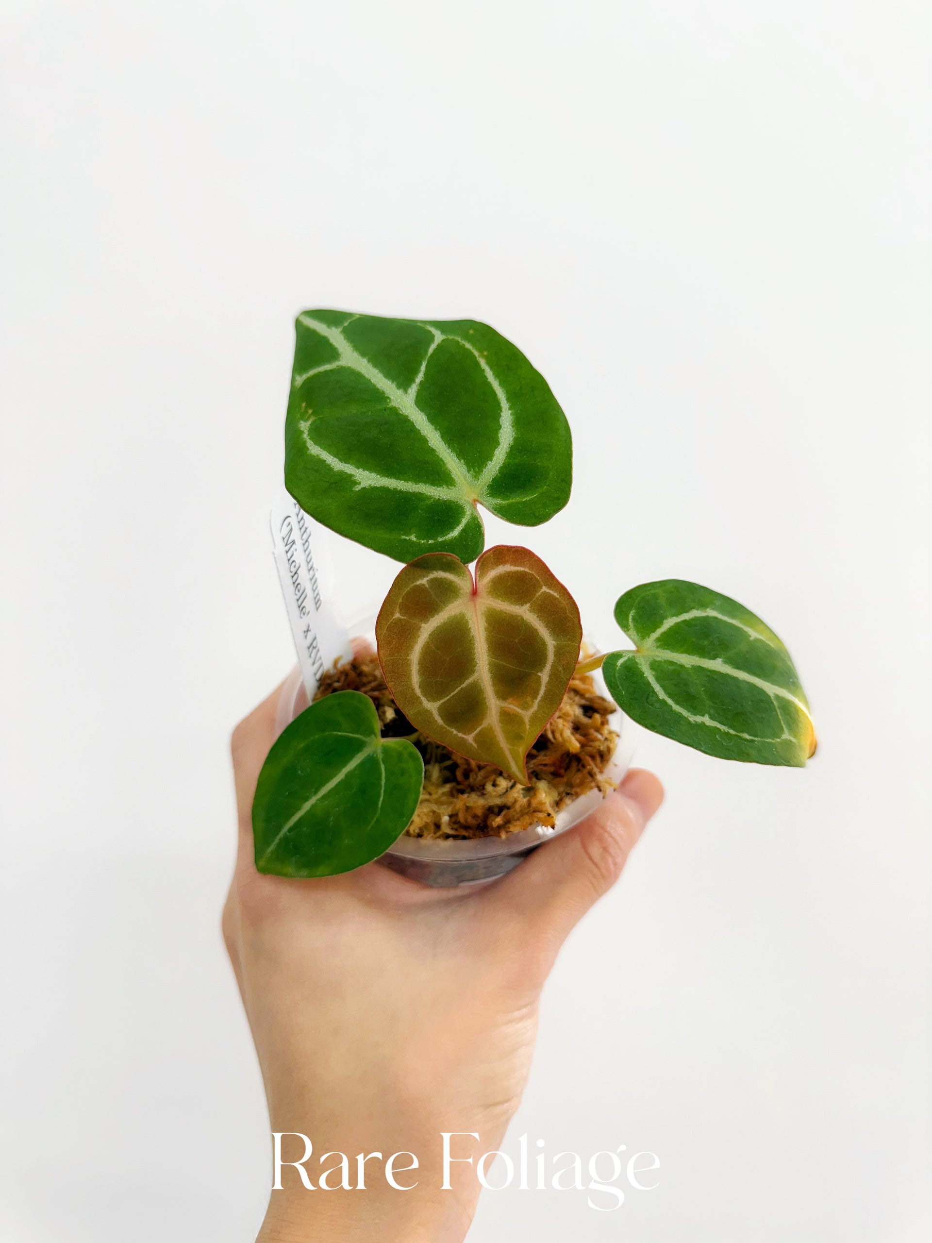 Anthurium Michelle x RVDP 3” – Rare Foliage Plant Co Anthurium Michelle x RVDP 3” – Rare Foliage Plant Co