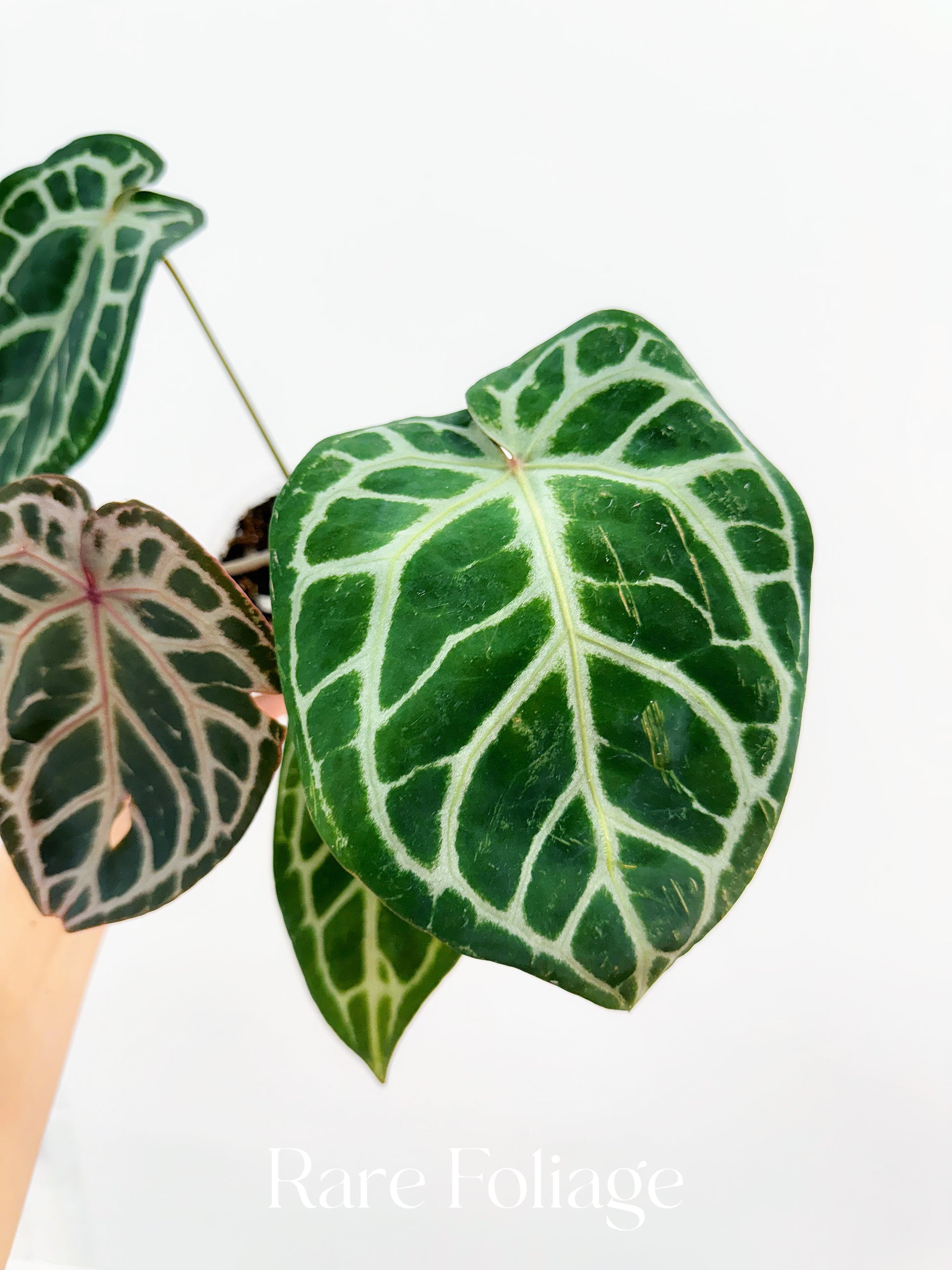 Anthurium Michelle x Zara x RC x King of Spades 4” – Rare Foliage Anthurium Michelle x Zara x RC x King of Spades 4” – Rare Foliage