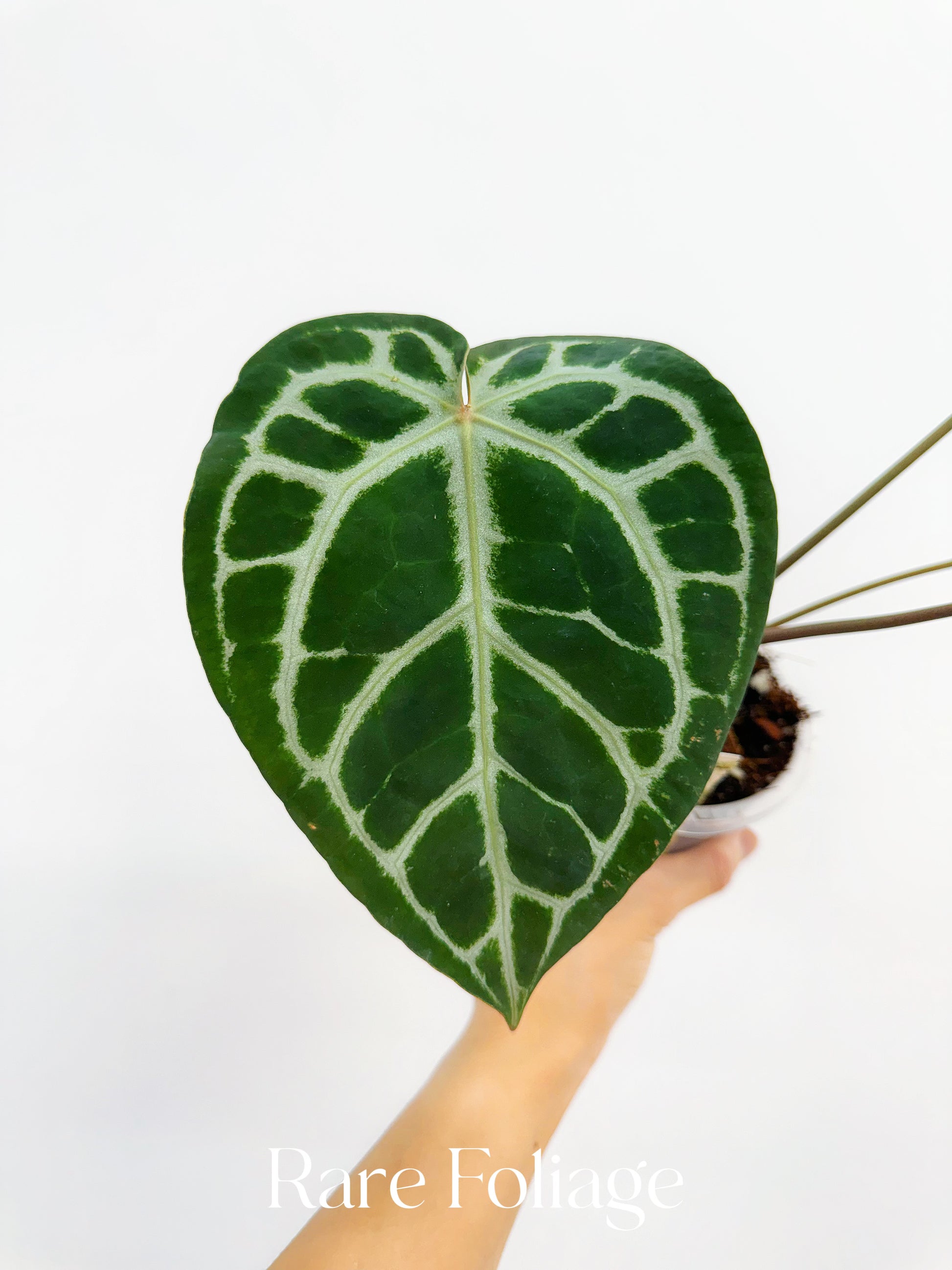 Anthurium Michelle x Zara x RC x King of Spades 4” – Rare Foliage Anthurium Michelle x Zara x RC x King of Spades 4” – Rare Foliage