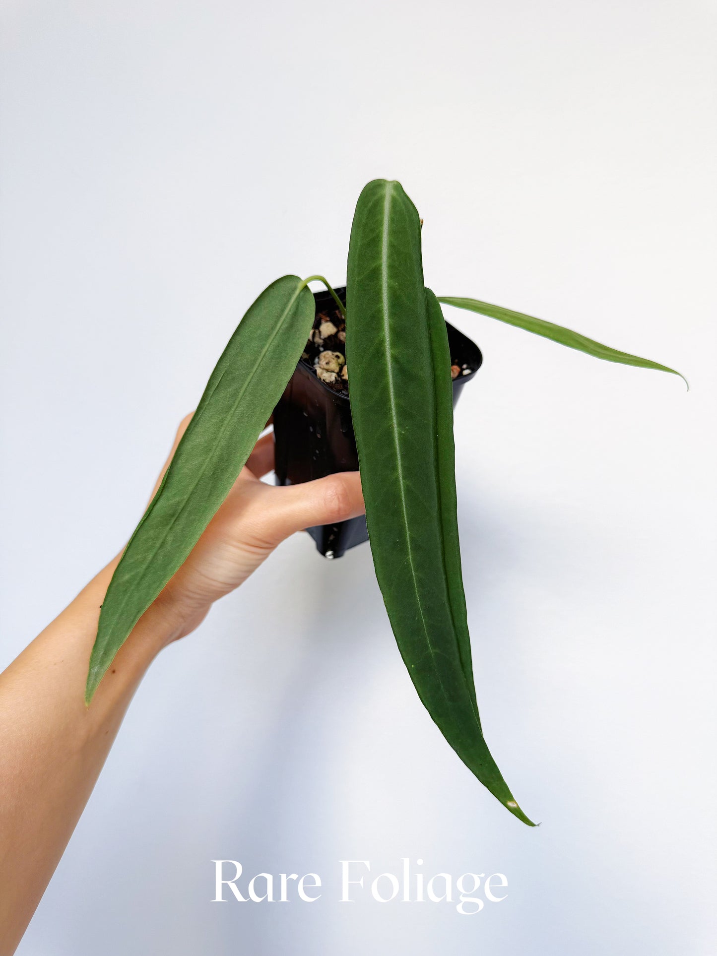 Anthurium Pallidiflorum 3"