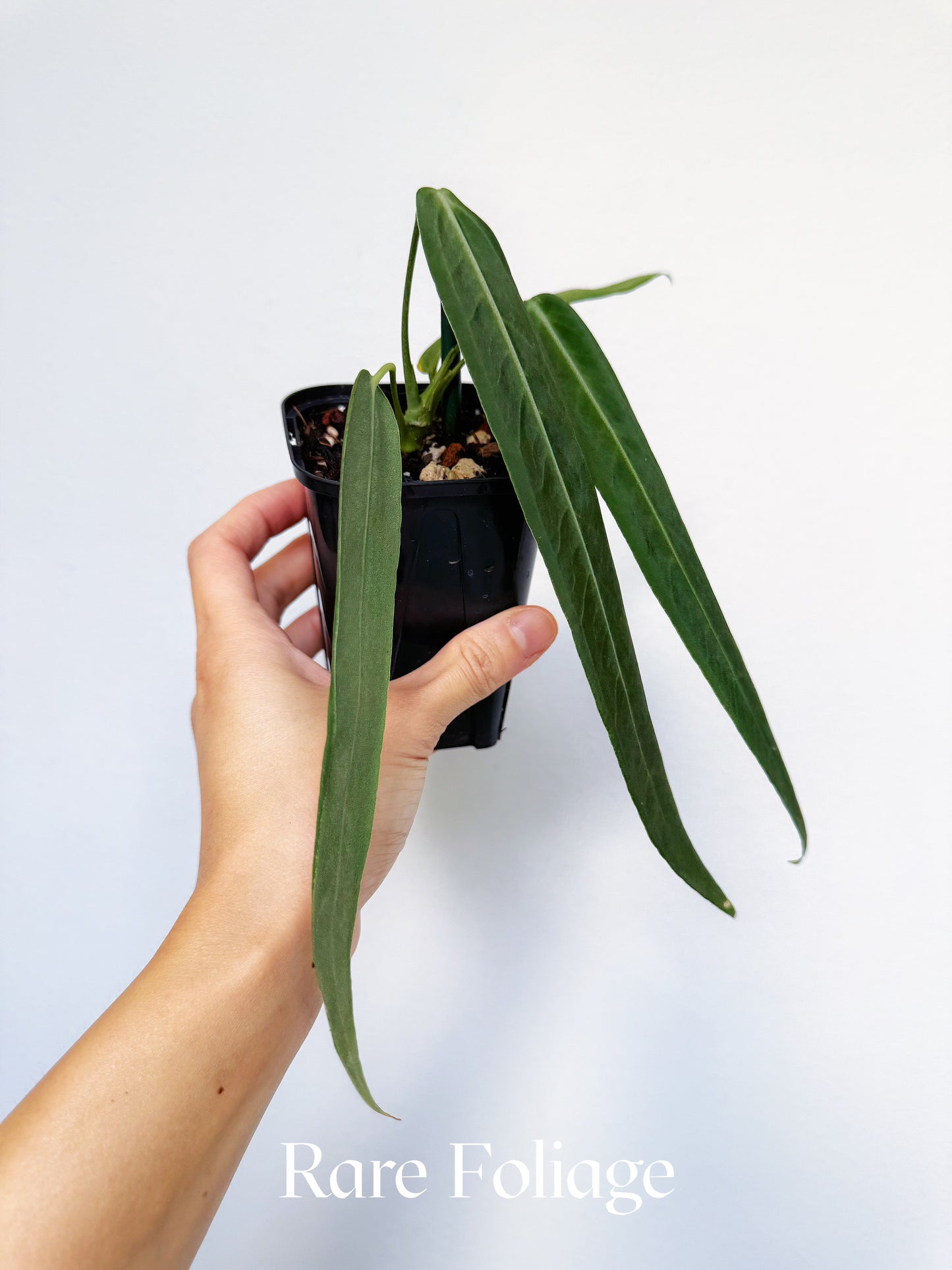 Anthurium Pallidiflorum 3"