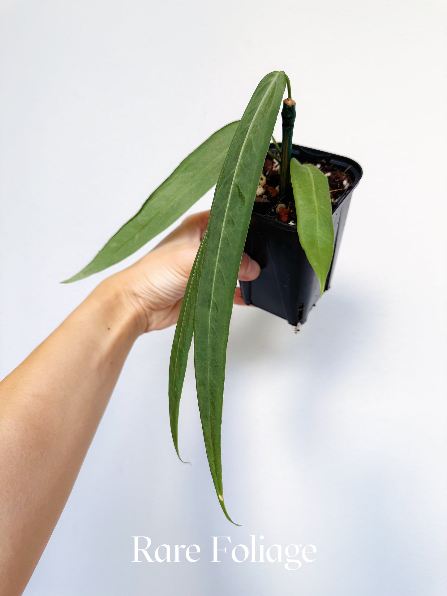 Anthurium Pallidiflorum 3"