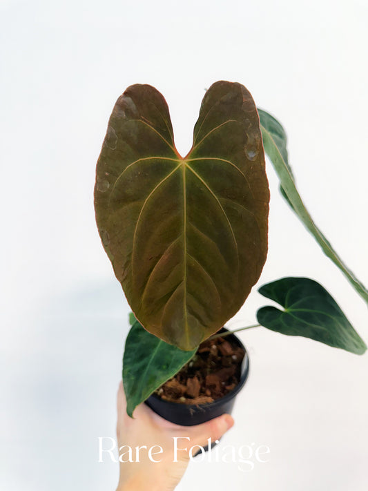Anthurium (Papillilaminum x BVEP) x Besseae 4"