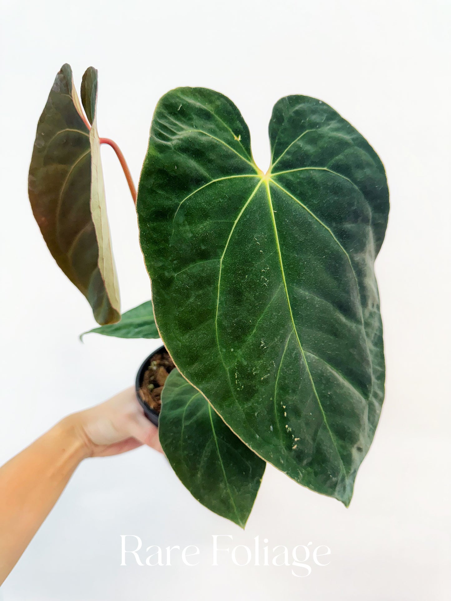 Anthurium (Papillilaminum x BVEP) x Besseae 4"