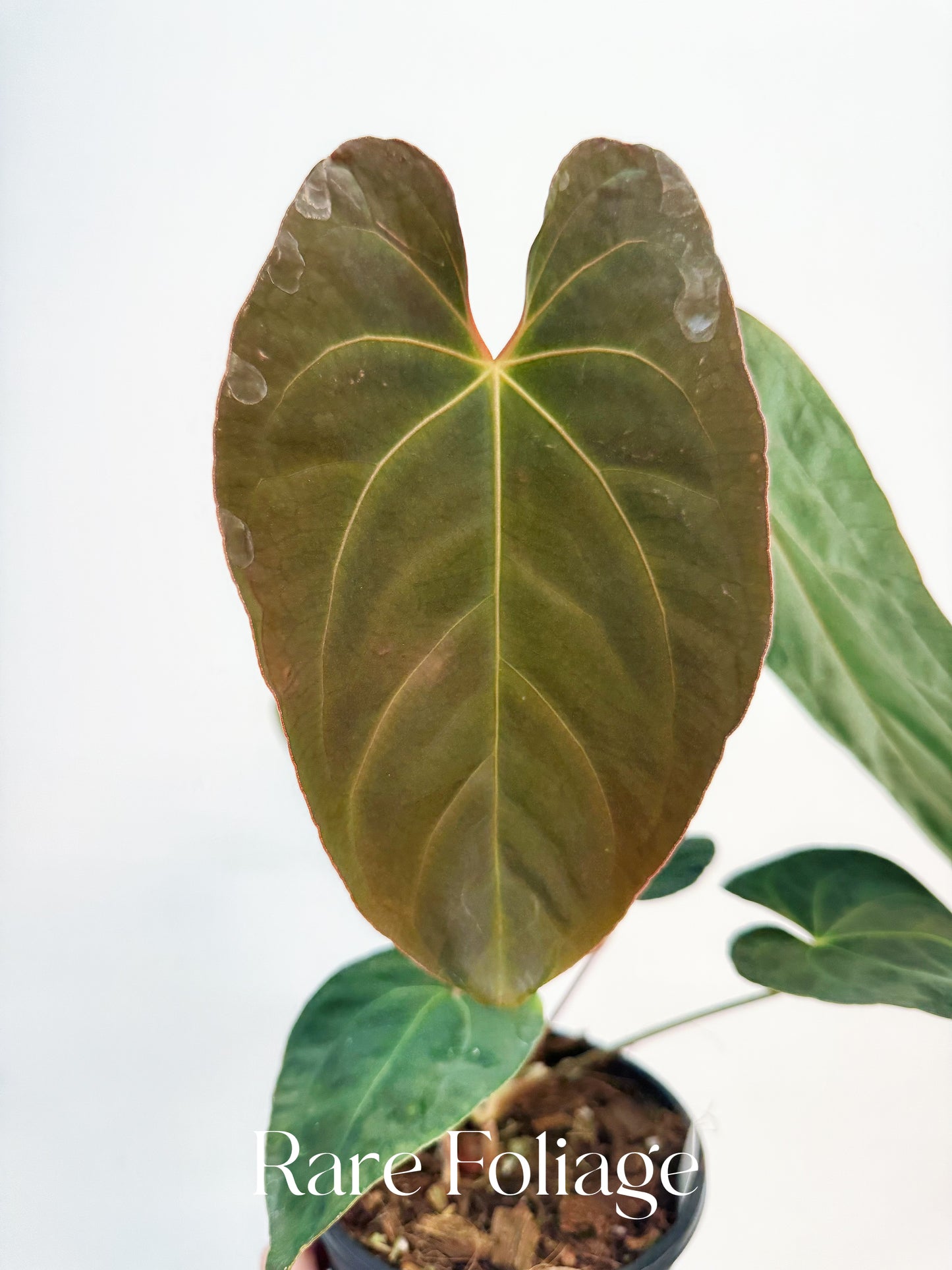 Anthurium (Papillilaminum x BVEP) x Besseae 4"