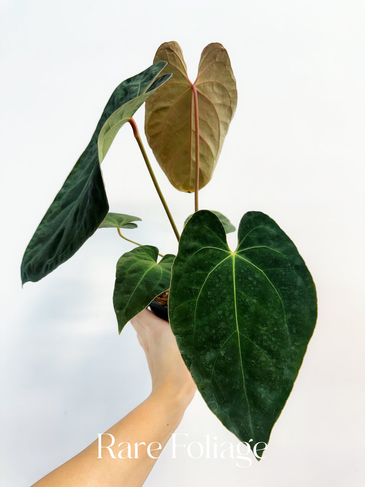 Anthurium (Papillilaminum x BVEP) x Besseae 4"