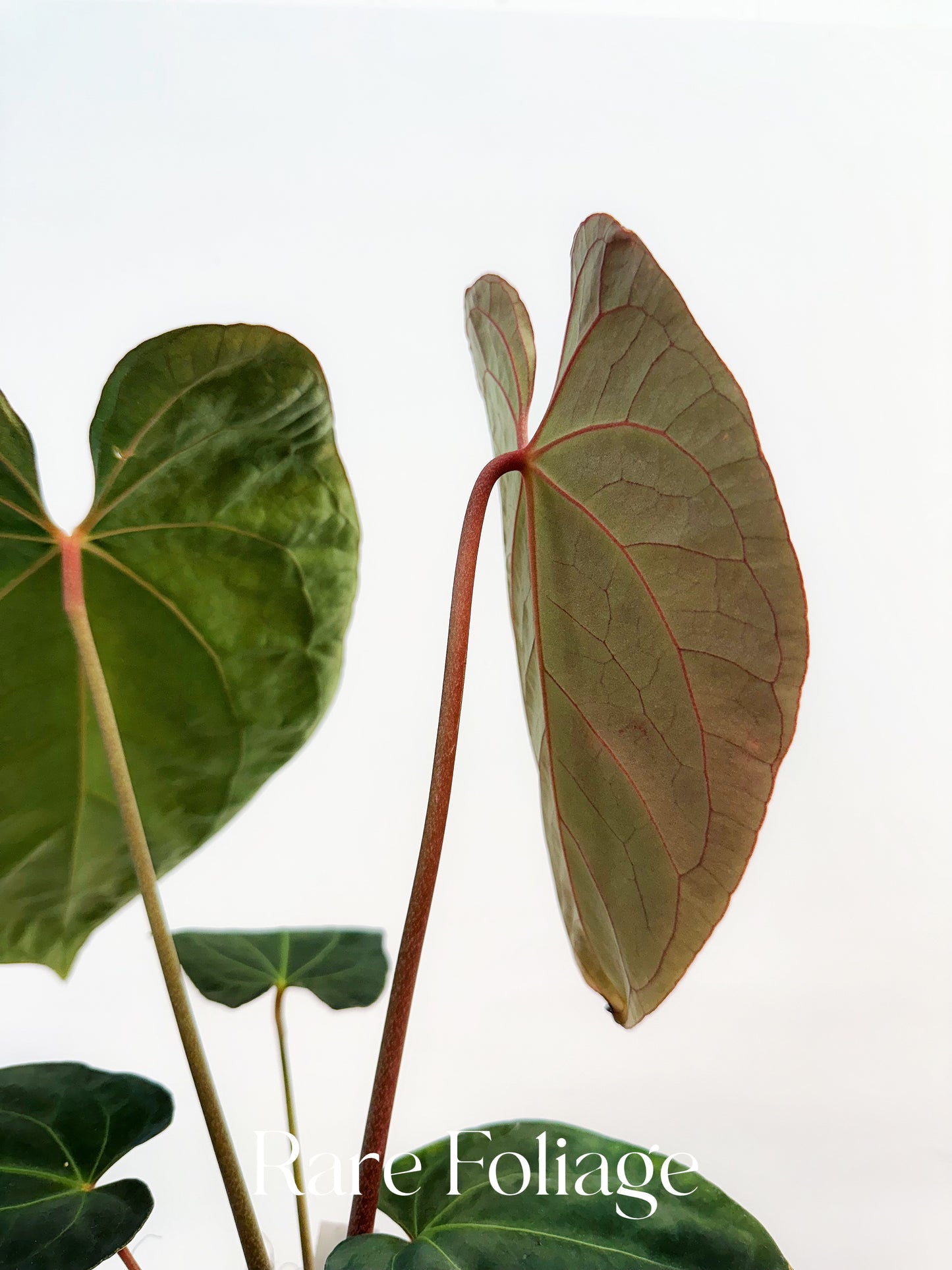 Anthurium (Papillilaminum x BVEP) x Besseae 4"