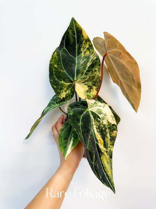 Anthurium Papillilaminum Narrow Variegated x Red Vein Dark Phoenix 4” Exact Plant