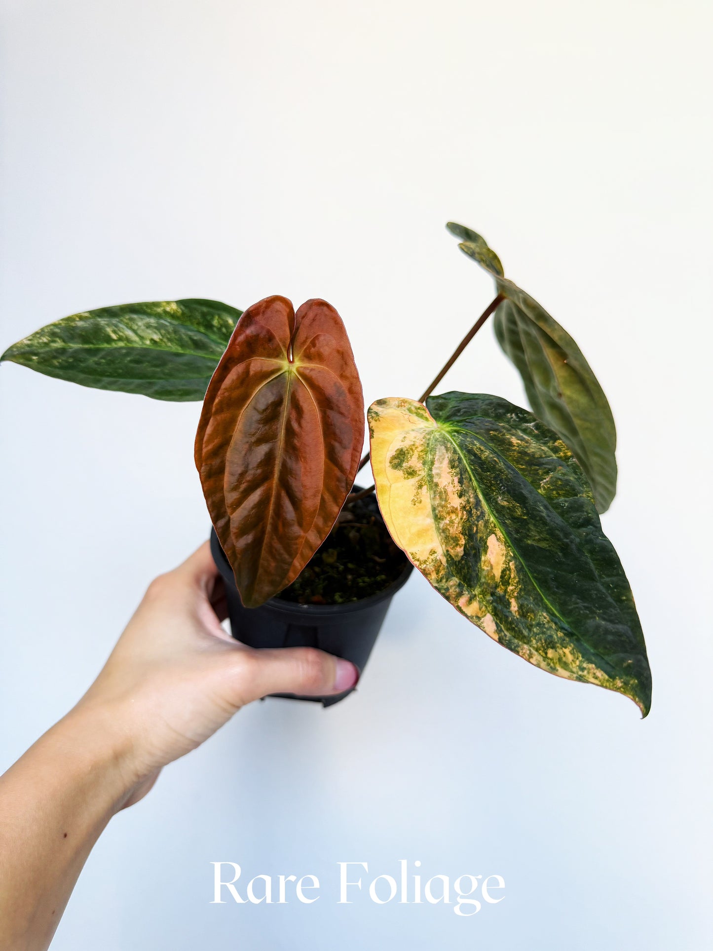 Anthurium Papillilaminum Ralph Lynam x Carlablackiae Variegated 4" Exact