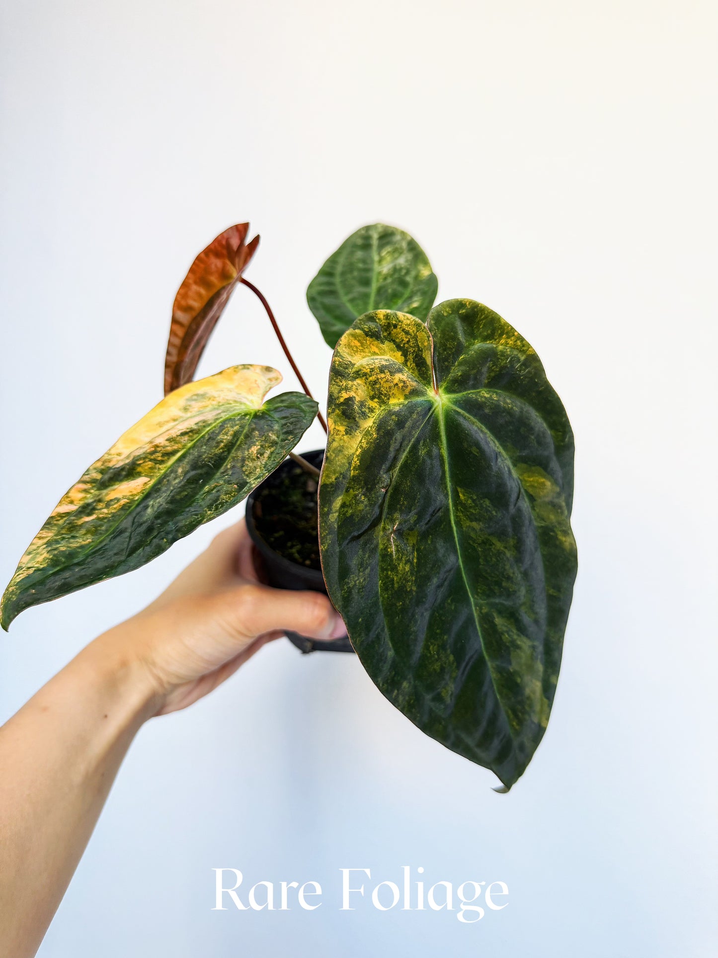 Anthurium Papillilaminum Ralph Lynam x Carlablackiae Variegated 4" Exact