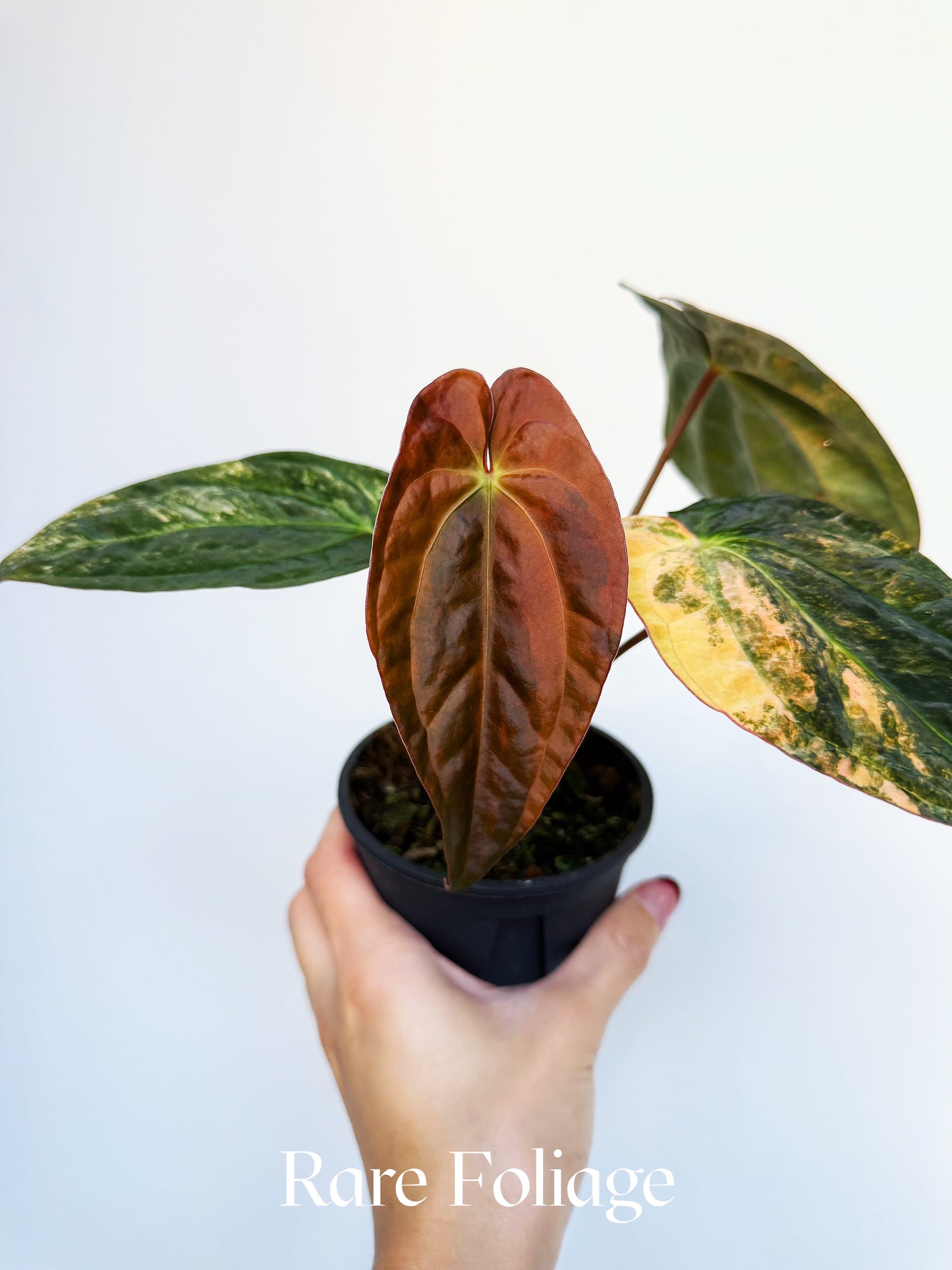 Anthurium Papillilaminum Ralph Lynam x Carlablackiae Variegated 4" Exact
