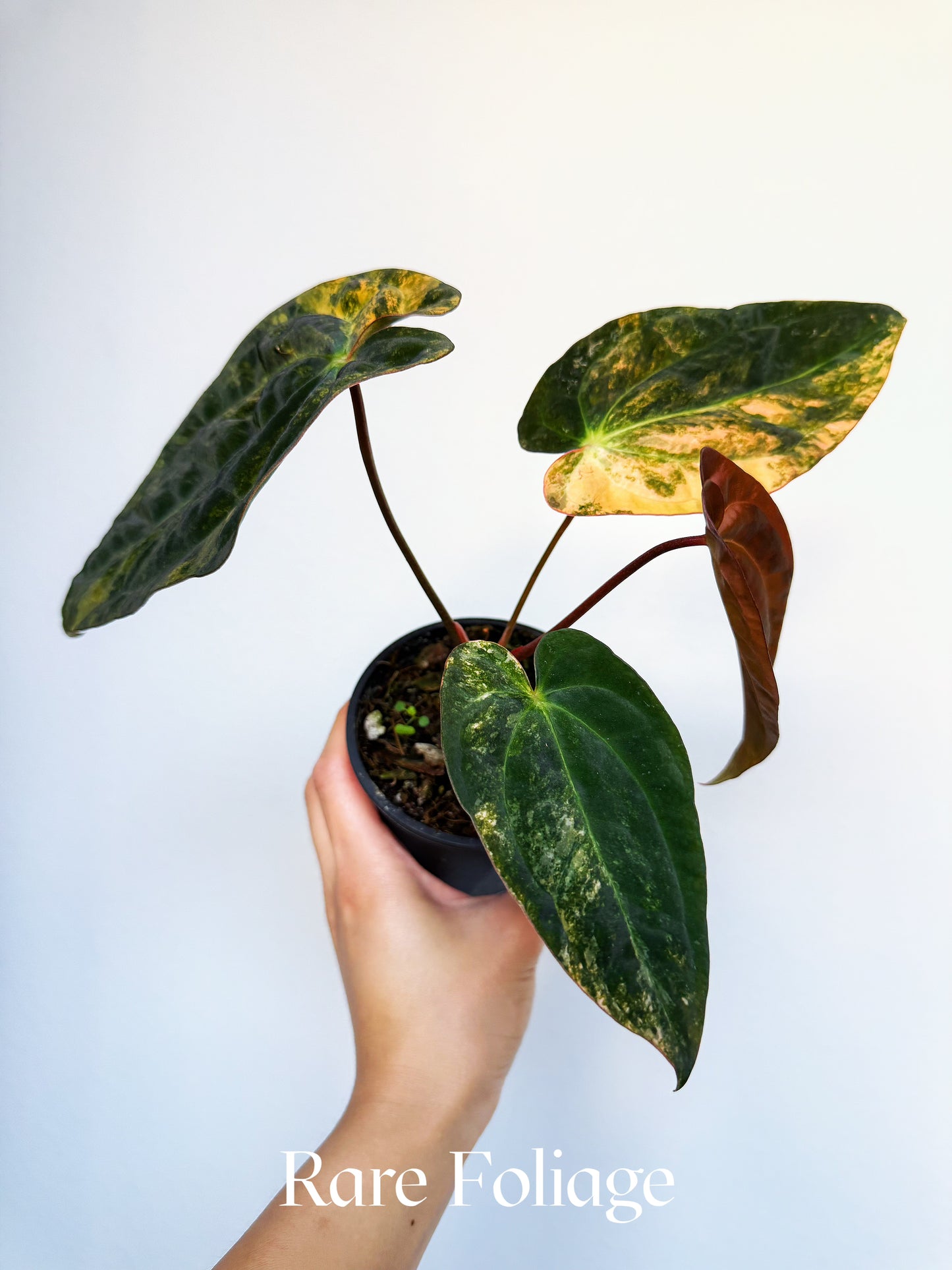 Anthurium Papillilaminum Ralph Lynam x Carlablackiae Variegated 4" Exact