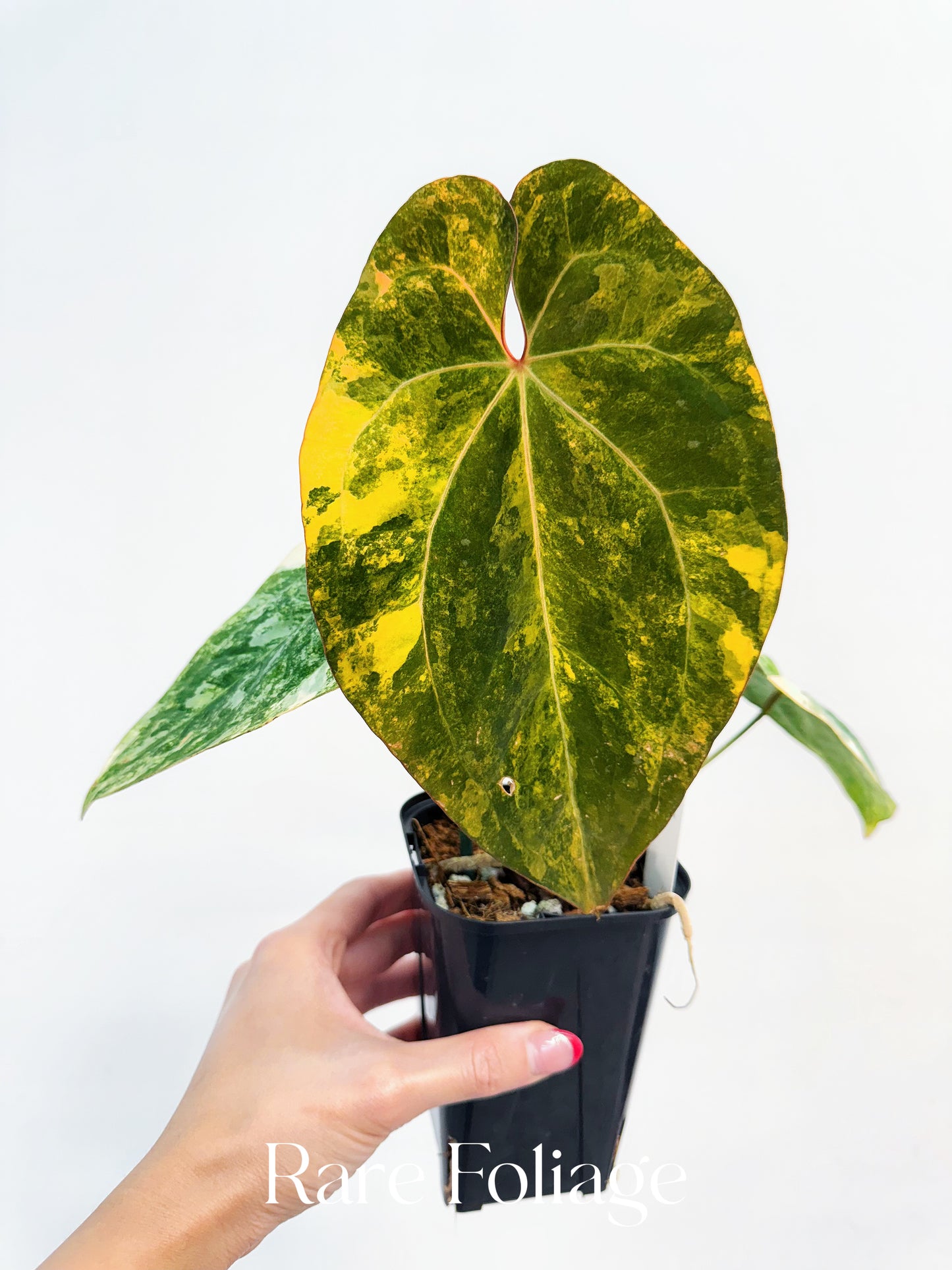 Anthurium Papillilaminum Variegated  x Tezula AOS Variegated 4” Exact Plant