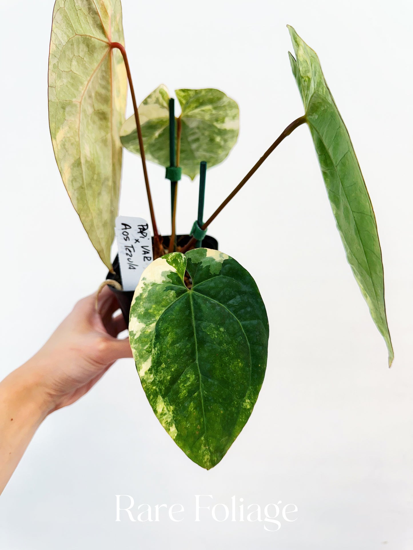 Anthurium Papillilaminum Variegated  x Tezula AOS Variegated 4” Exact Plant
