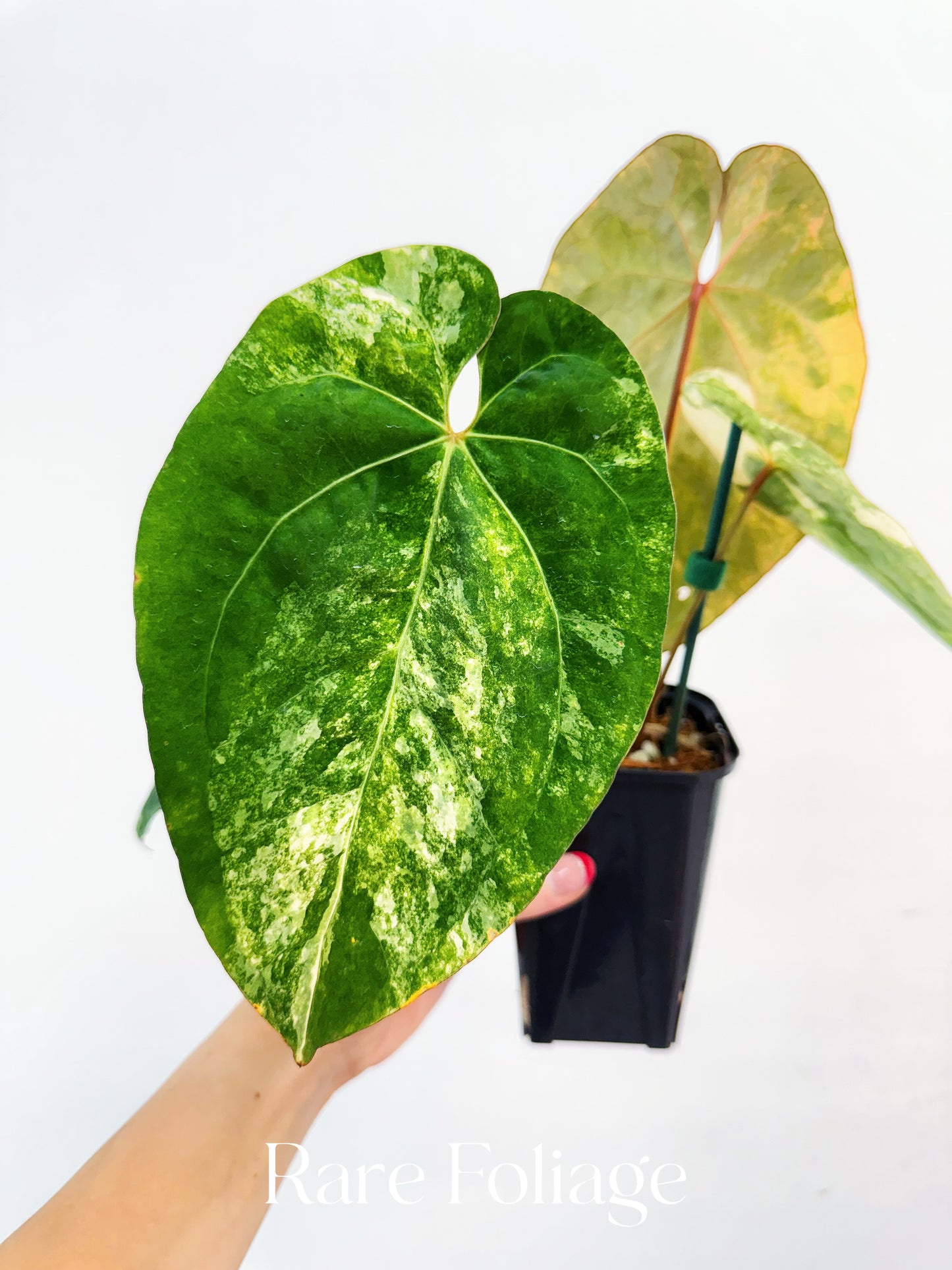 Anthurium Papillilaminum Variegated  x Tezula AOS Variegated 4” Exact Plant