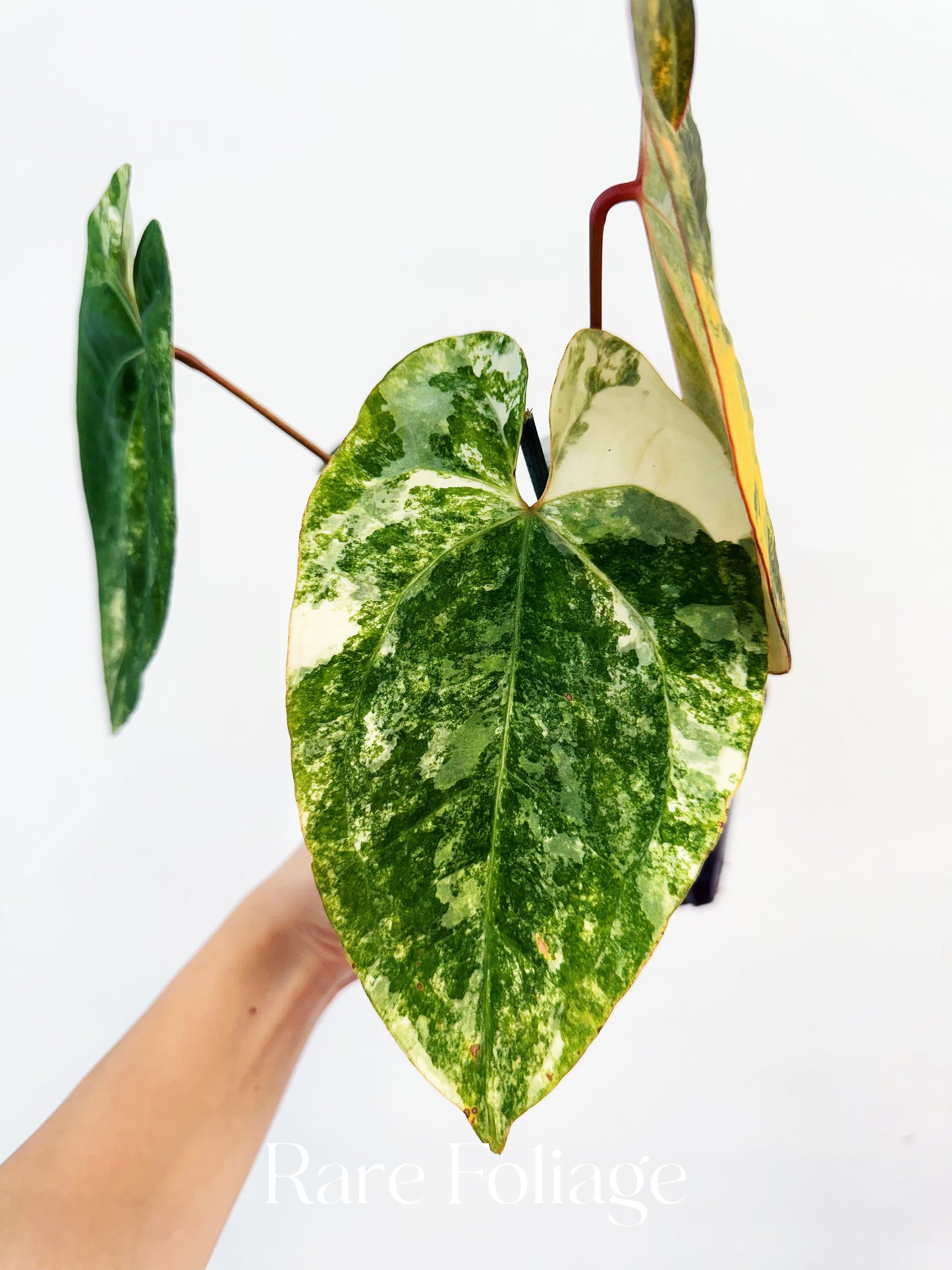 Anthurium Papillilaminum Variegated  x Tezula AOS Variegated 4” Exact Plant