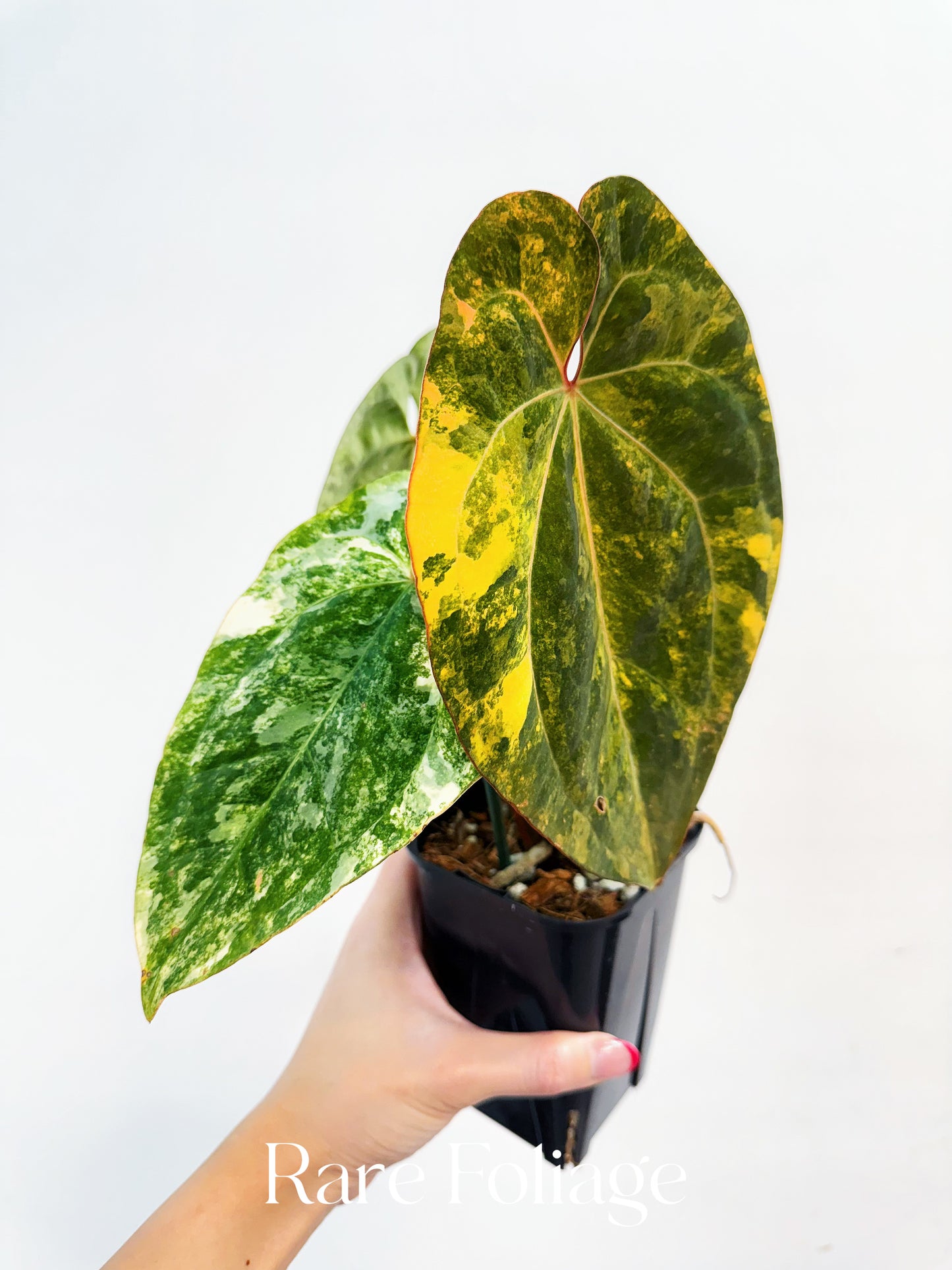 Anthurium Papillilaminum Variegated  x Tezula AOS Variegated 4” Exact Plant
