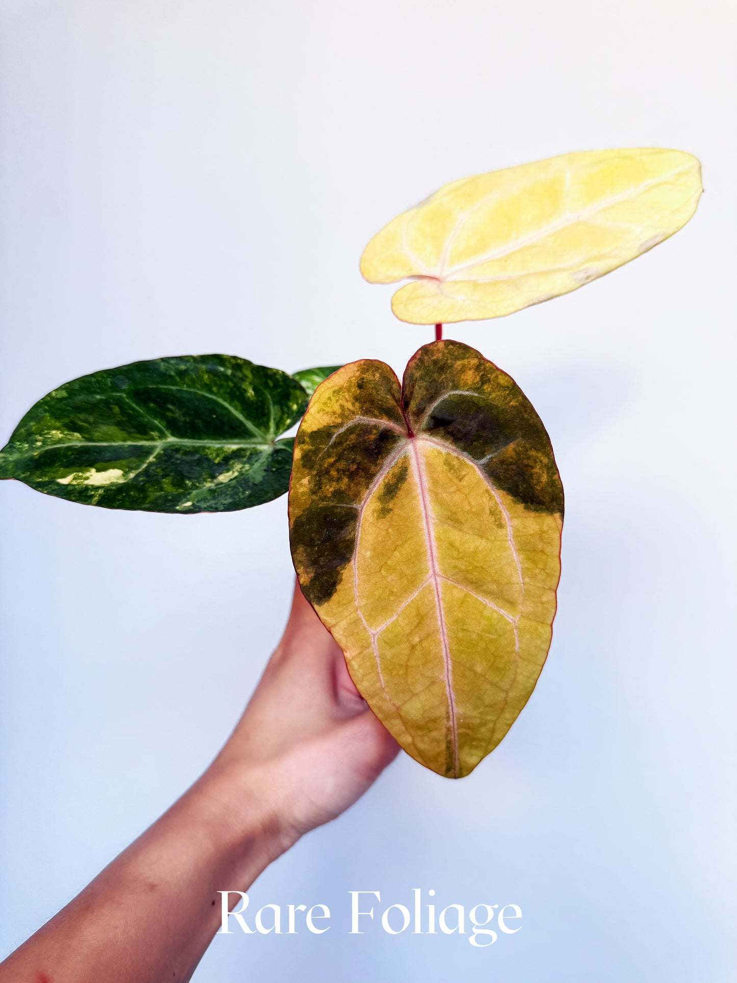 Anthurium Papillilaminum Variegated x Blood Queen 3" Exact