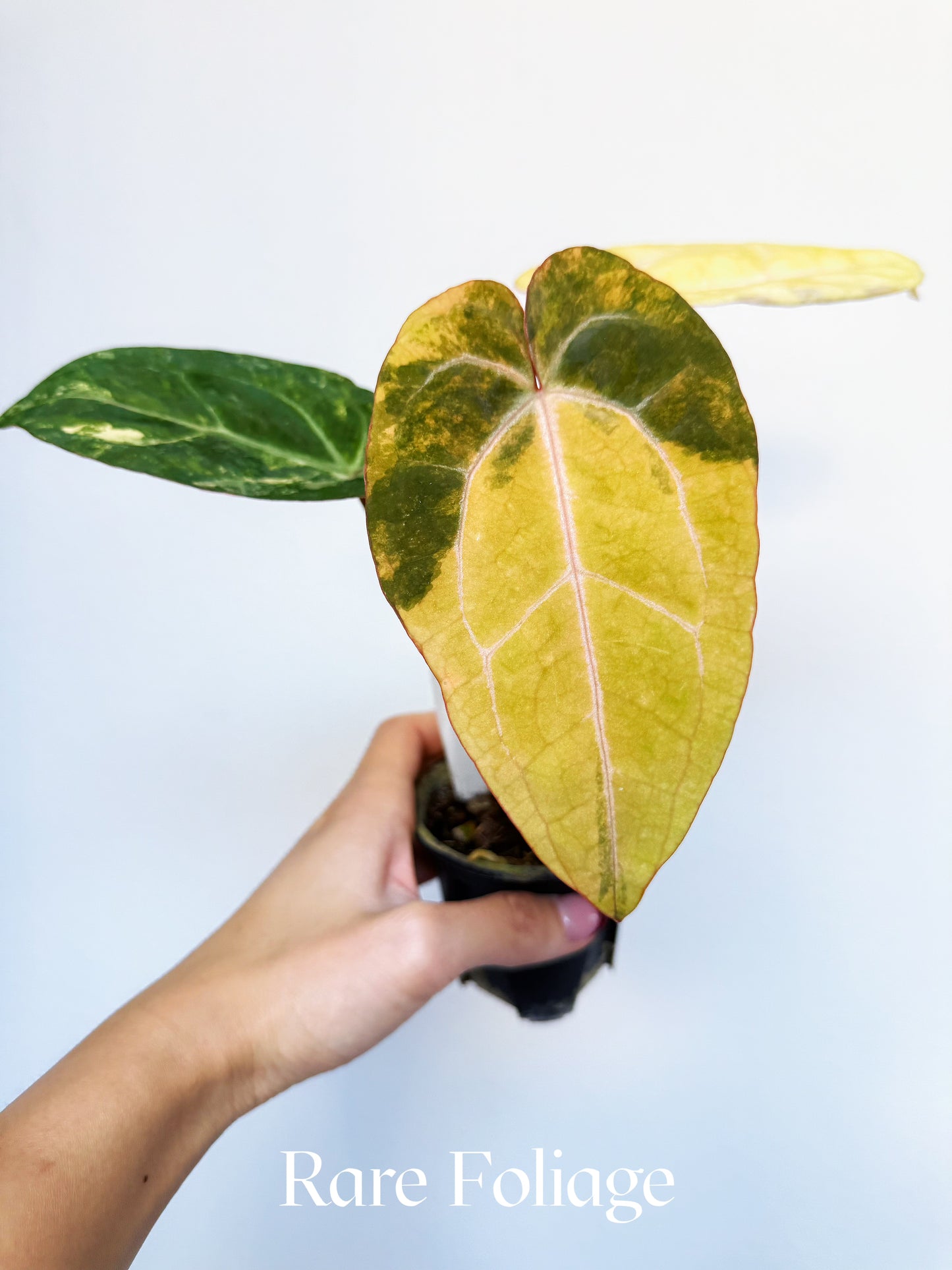 Anthurium Papillilaminum Variegated x Blood Queen 3" Exact