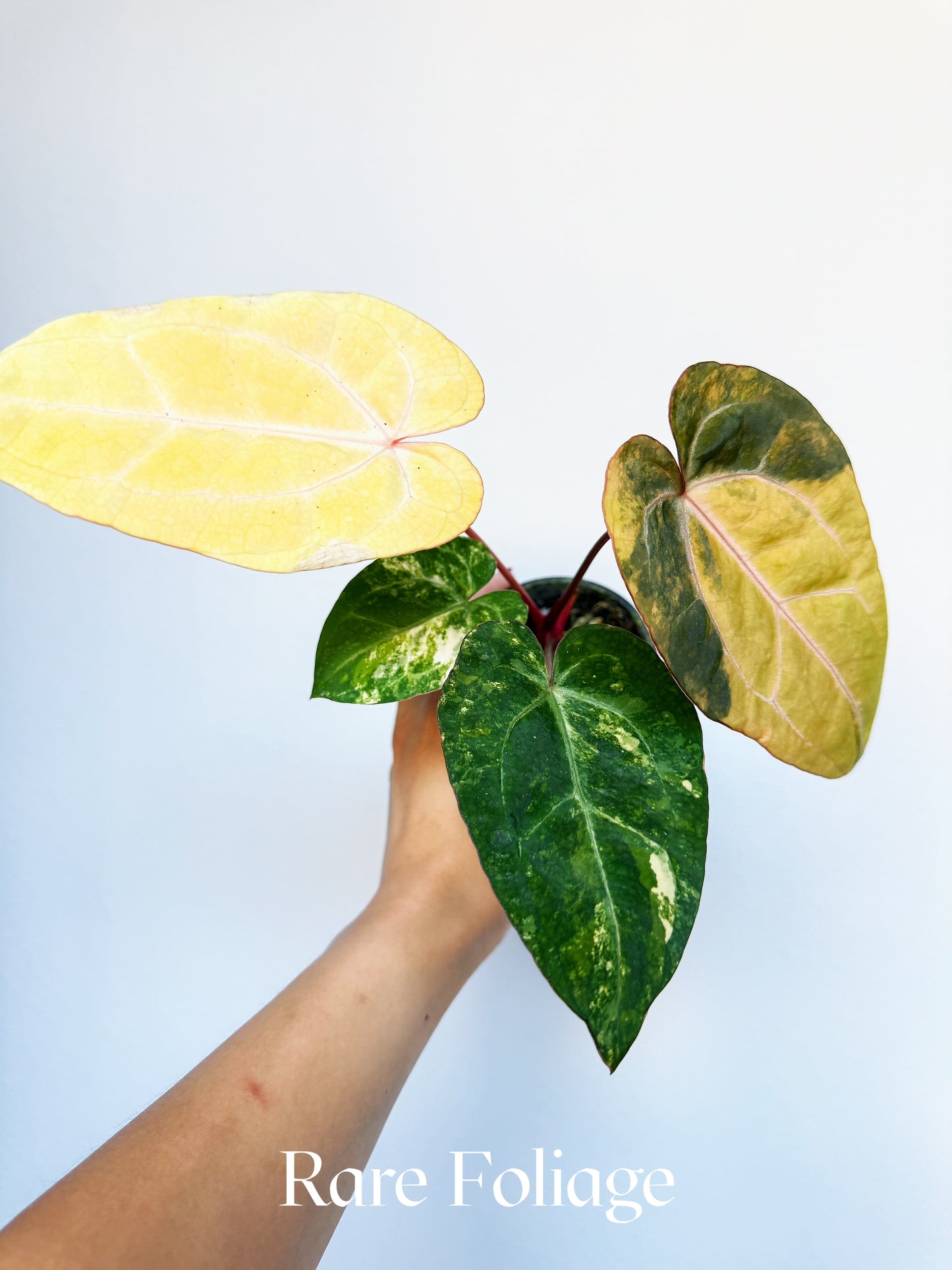 Anthurium Papillilaminum Variegated x Blood Queen 3" Exact