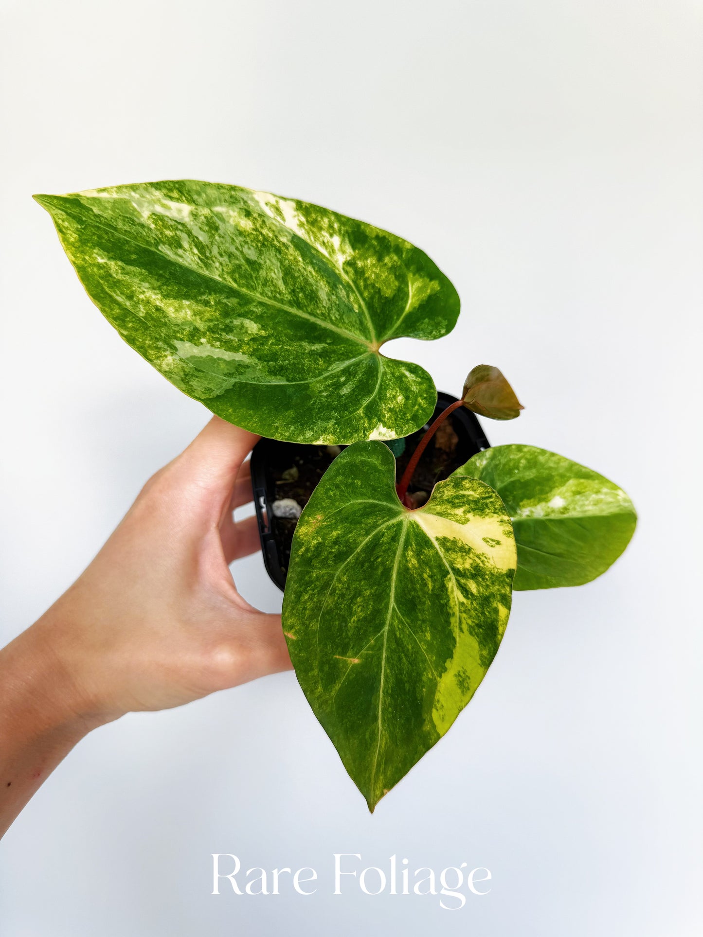 Anthurium Papillilaminum Variegated x Hoffmanii 4” Exact Plant