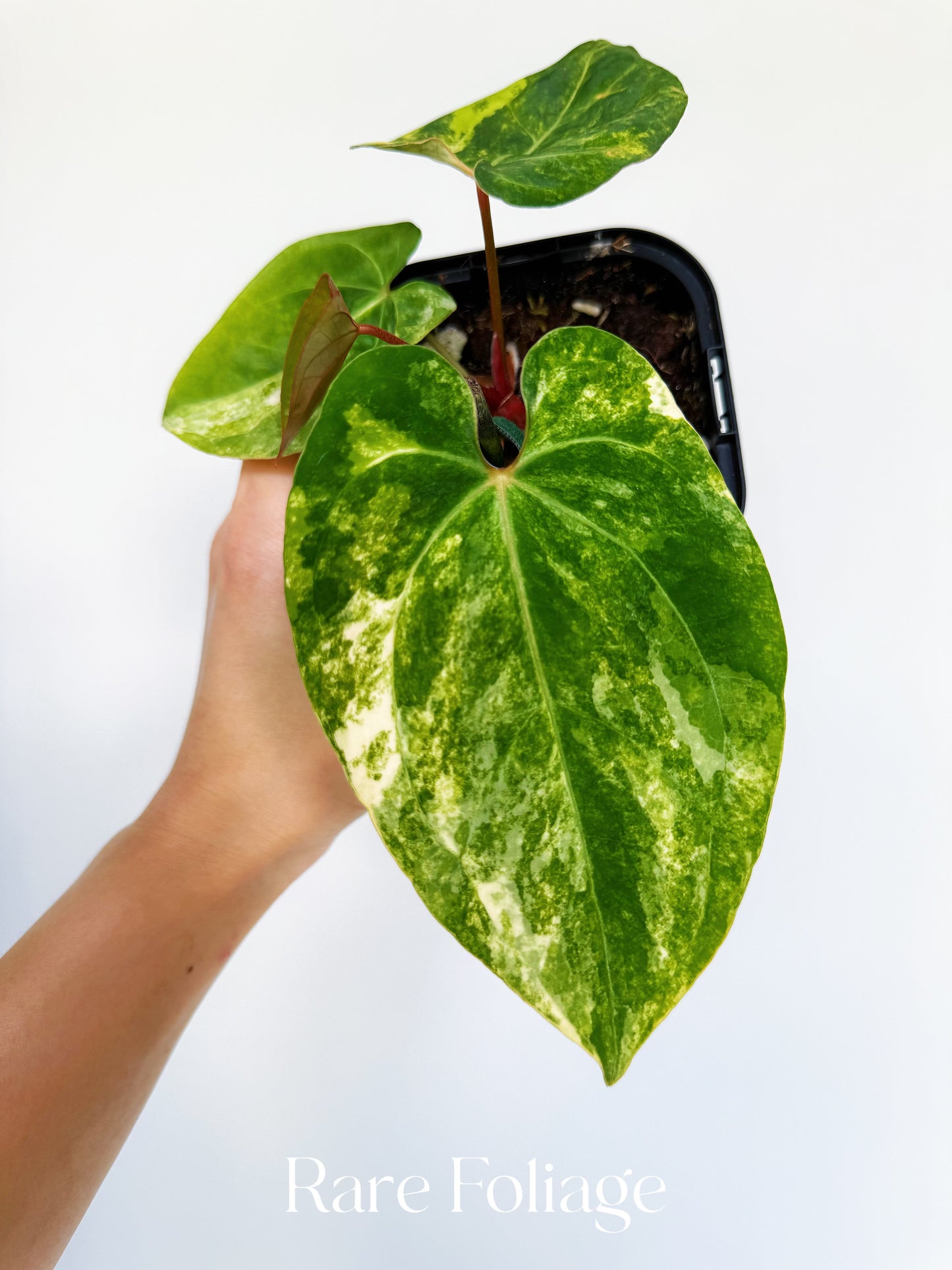 Anthurium Papillilaminum Variegated x Hoffmanii 4” Exact Plant