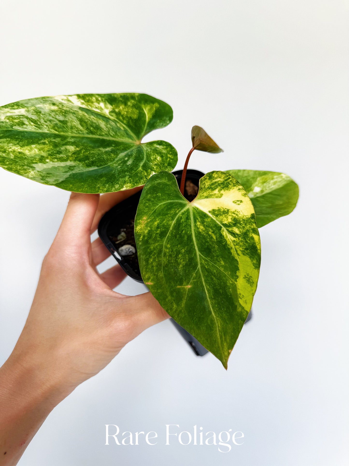Anthurium Papillilaminum Variegated x Hoffmanii 4” Exact Plant