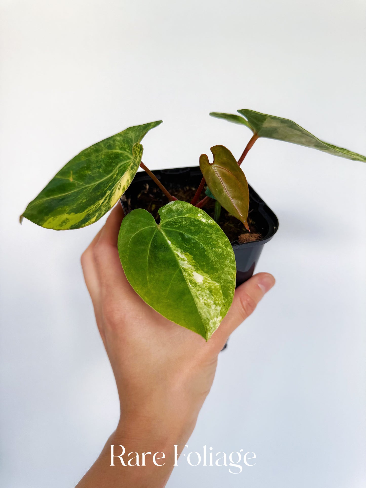 Anthurium Papillilaminum Variegated x Hoffmanii 4” Exact Plant