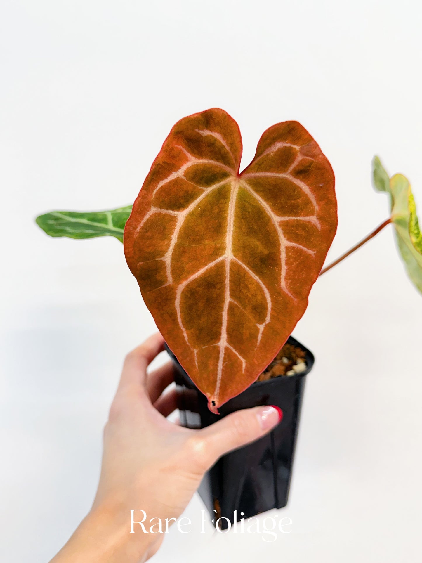 Anthurium Papillilaminum x Magnificum Variegated 4” Exact Plant