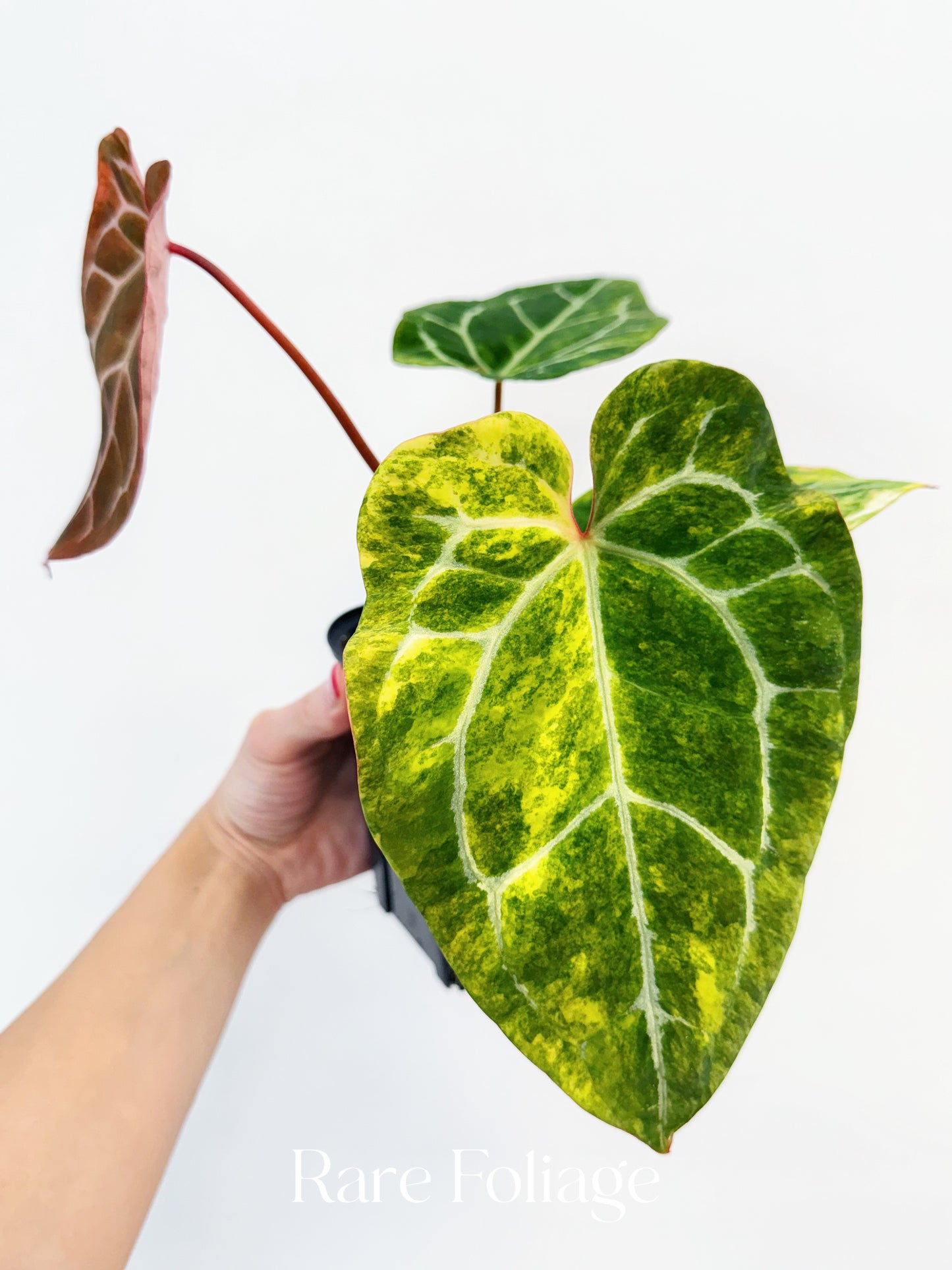 Anthurium Papillilaminum x Magnificum Variegated 4” Exact Plant