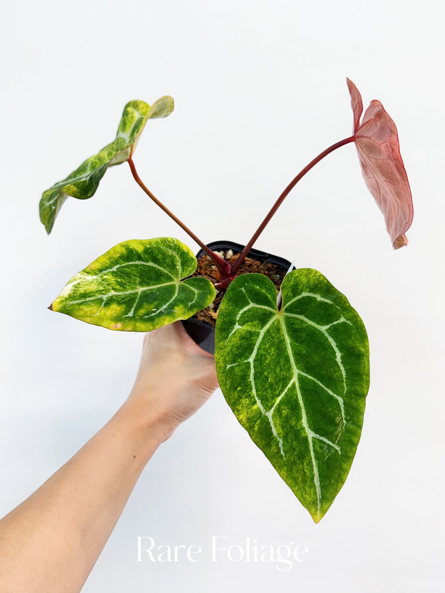 Anthurium Papillilaminum x Magnificum Variegated 4” Exact Plant