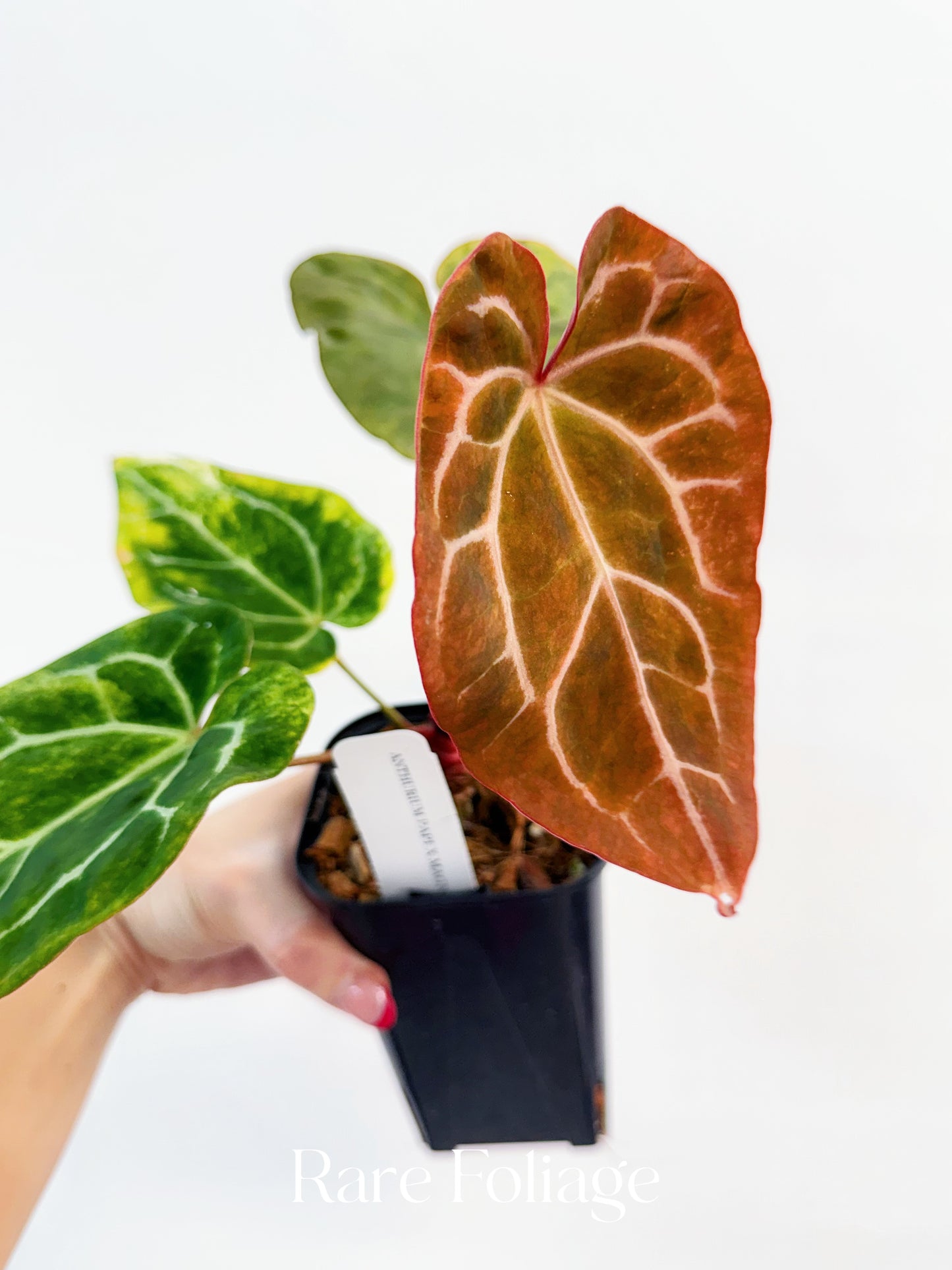 Anthurium Papillilaminum x Magnificum Variegated 4” Exact Plant