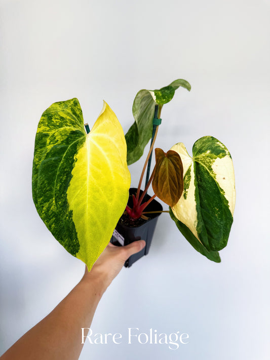 Anthurium Papillilaminum Variegated x NSE Portilae x Fort Sherman 4” Exact Plant