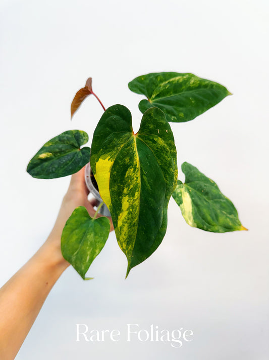 Anthurium Papillilaminum Variegated x Red Vein Dark Phoenix 4” Exact Plant