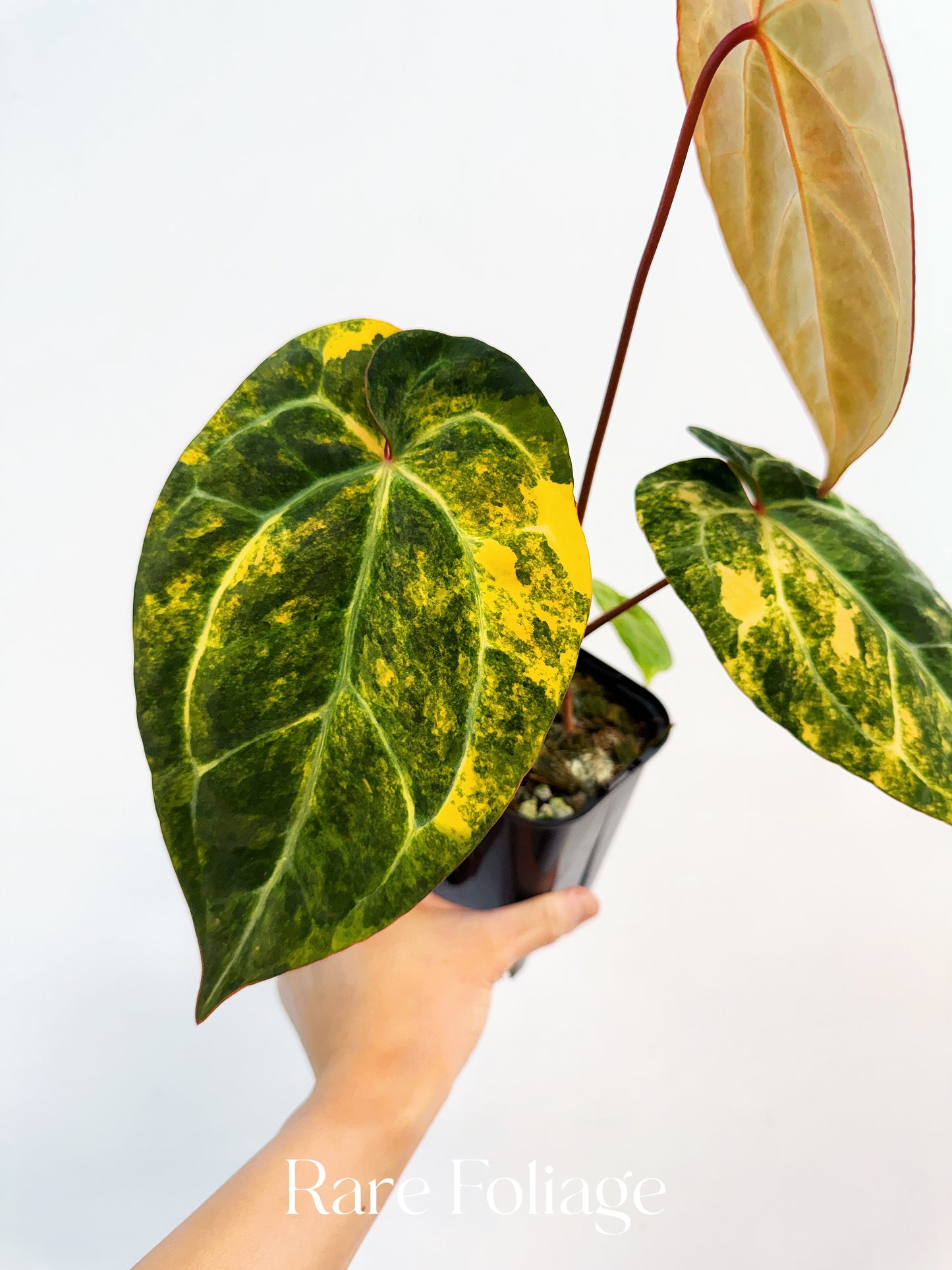 Anthurium Papillilaminum Variegated x Tezula Red Crystallinum 4” Exact Plant