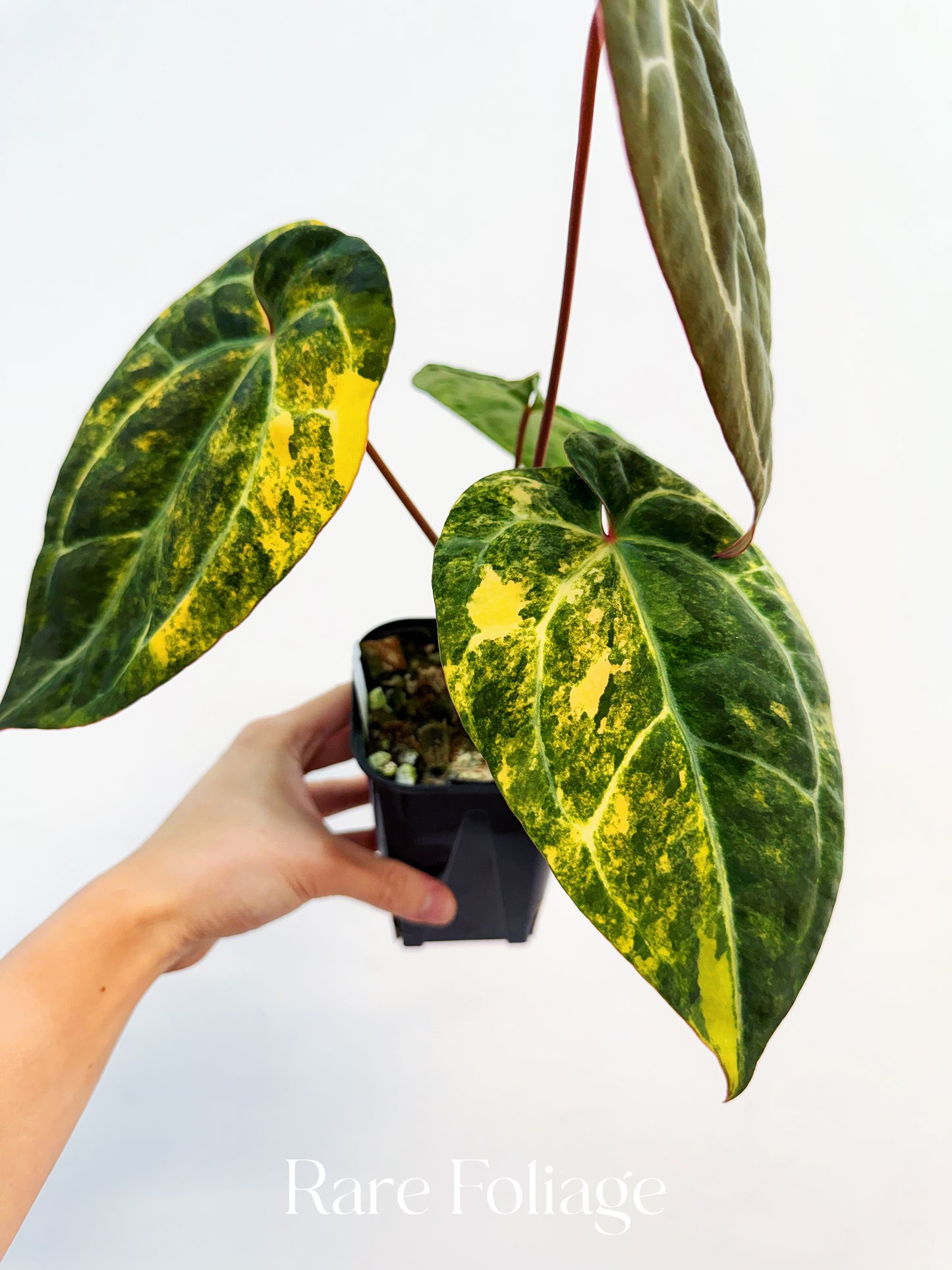 Anthurium Papillilaminum Variegated x Tezula Red Crystallinum 4” Exact Plant