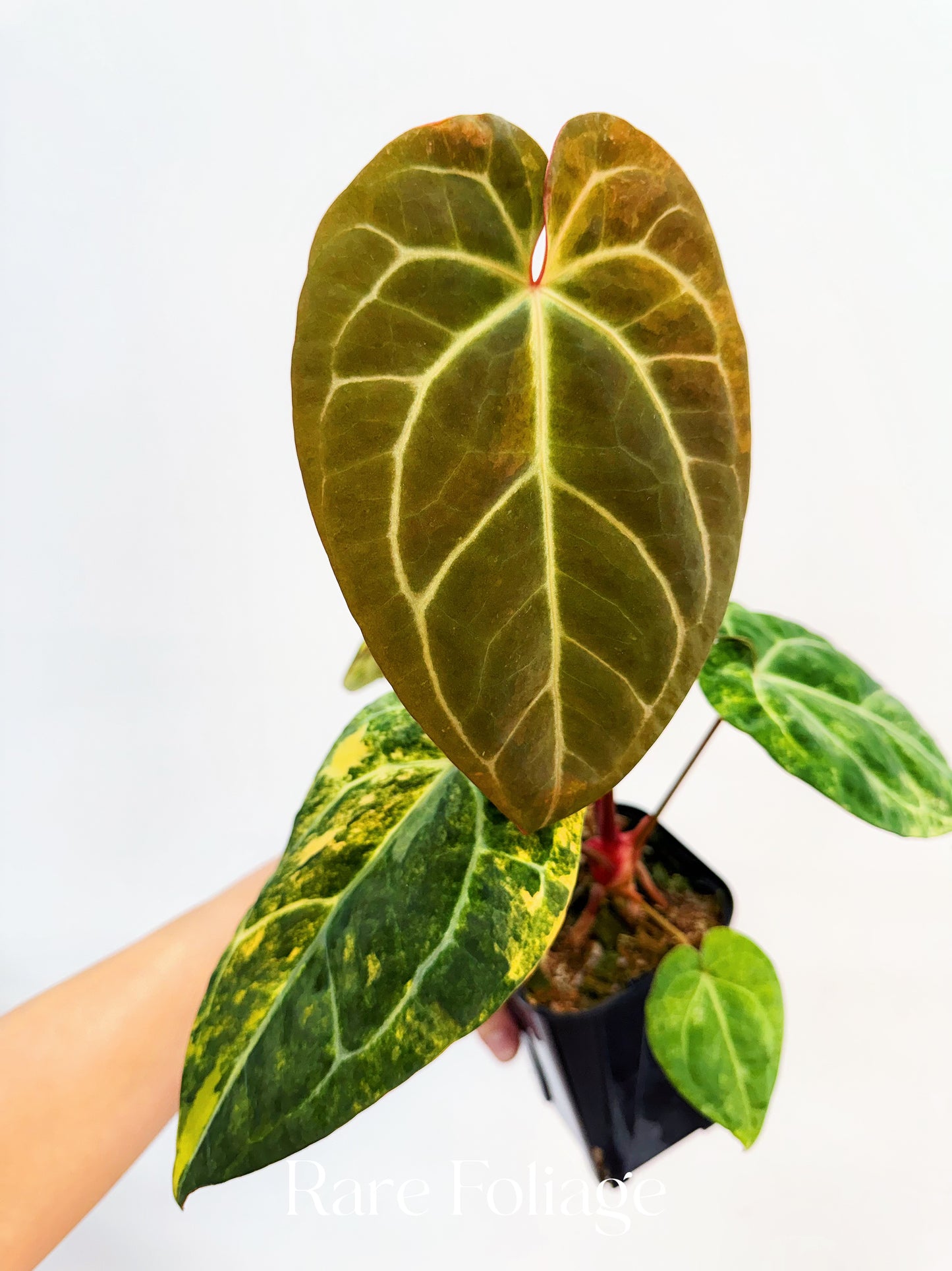 Anthurium Papillilaminum Variegated x Tezula Red Crystallinum 4” Exact Plant