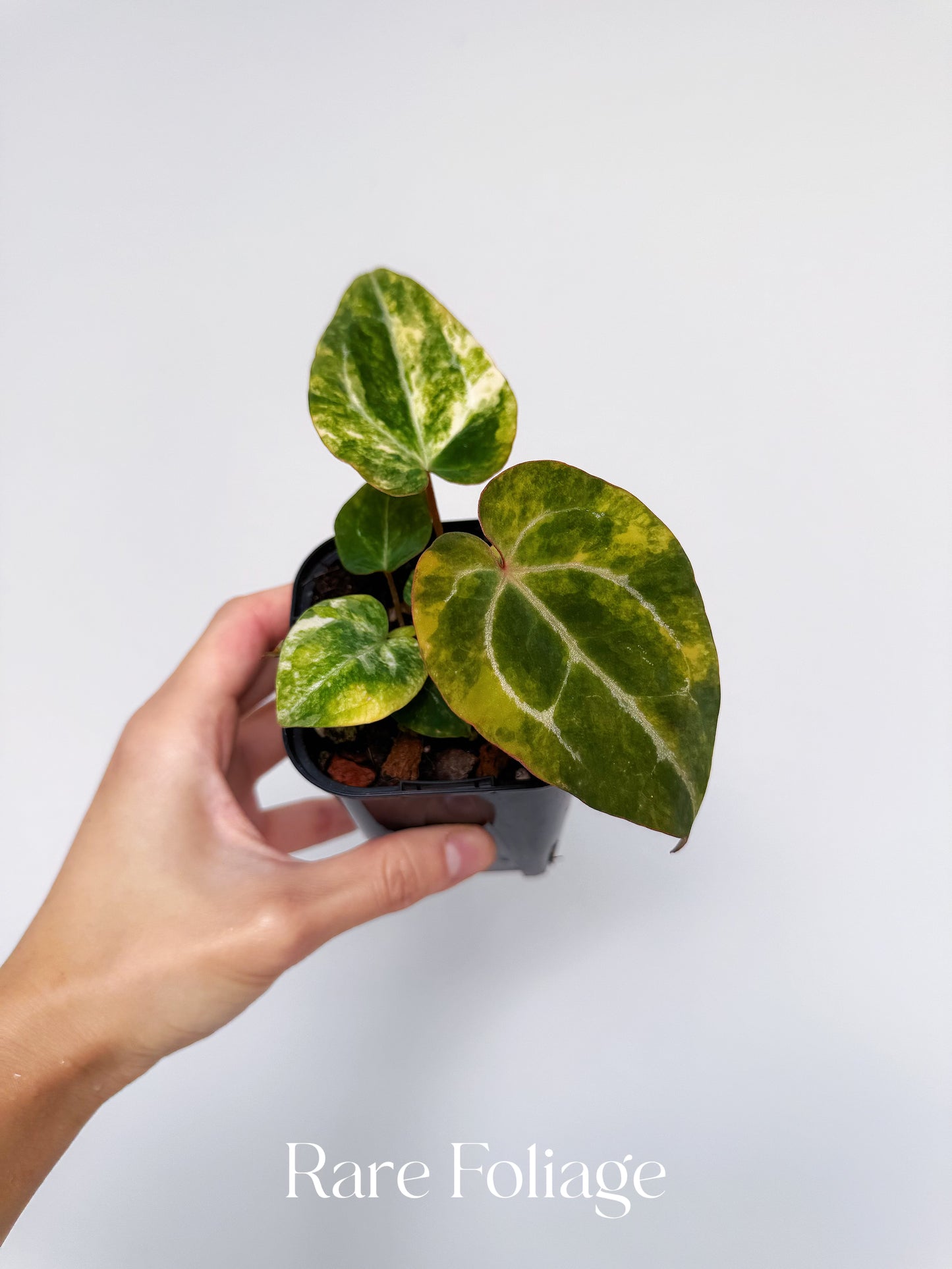 Anthurium Papillilaminum x Magnificum Variegated 3” Exact Plant