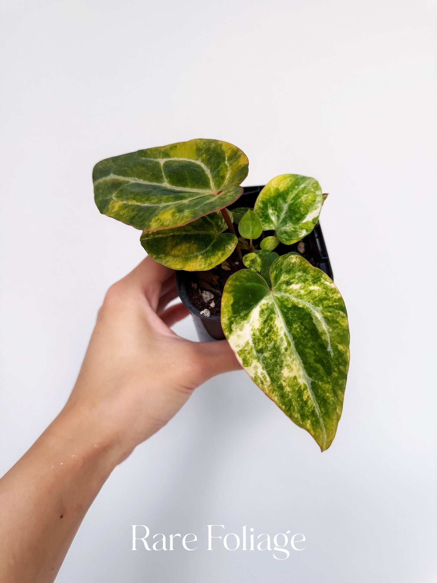 Anthurium Papillilaminum x Magnificum Variegated 3” Exact Plant