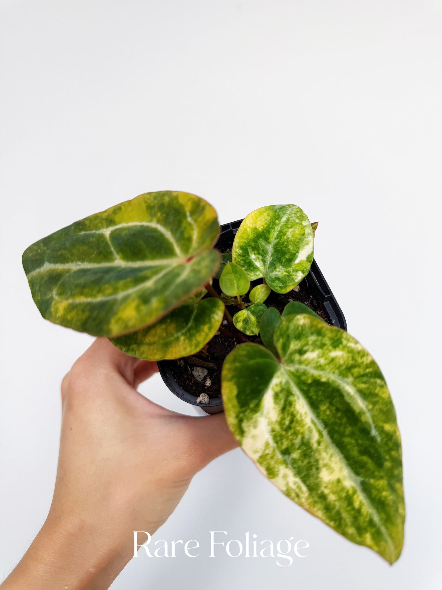 Anthurium Papillilaminum x Magnificum Variegated 3” Exact Plant