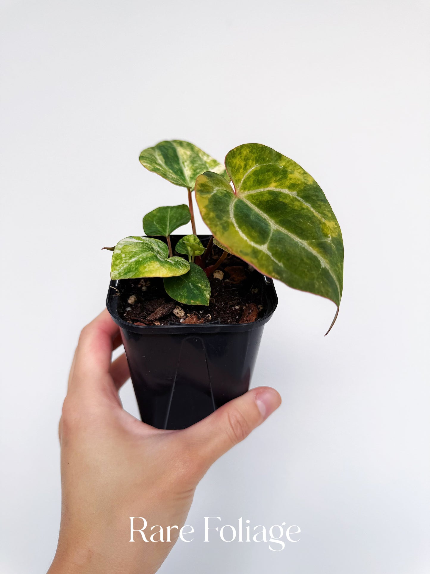 Anthurium Papillilaminum x Magnificum Variegated 3” Exact Plant