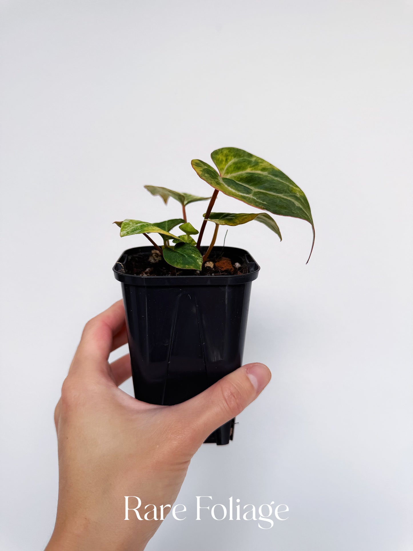 Anthurium Papillilaminum x Magnificum Variegated 3” Exact Plant