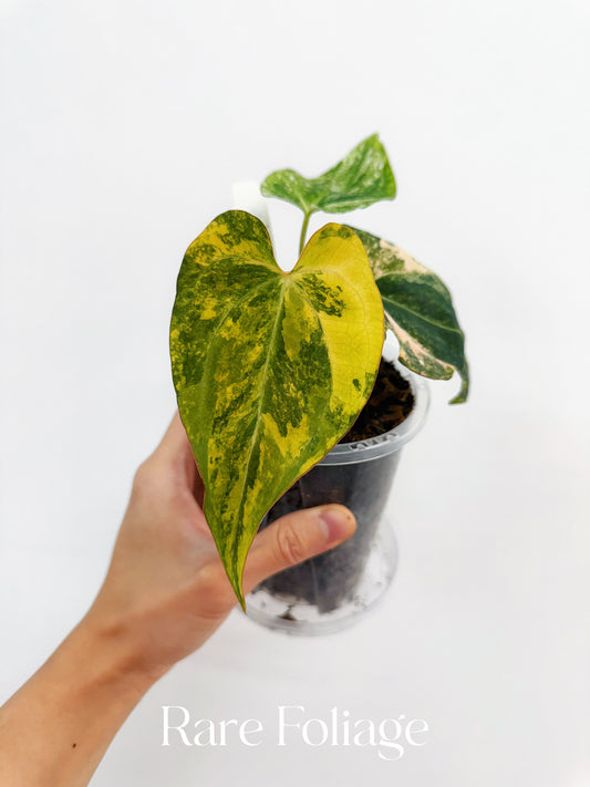 Anthurium Papillilaminum Variegated x Tezula AOS Dark Form 4” Exact Plant