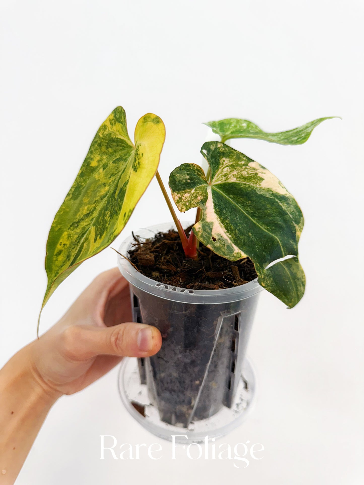 Anthurium Papillilaminum Variegated x Tezula AOS Dark Form 4” Exact Plant