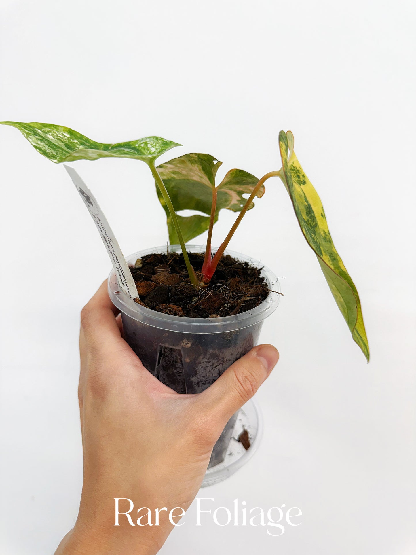 Anthurium Papillilaminum Variegated x Tezula AOS Dark Form 4” Exact Plant