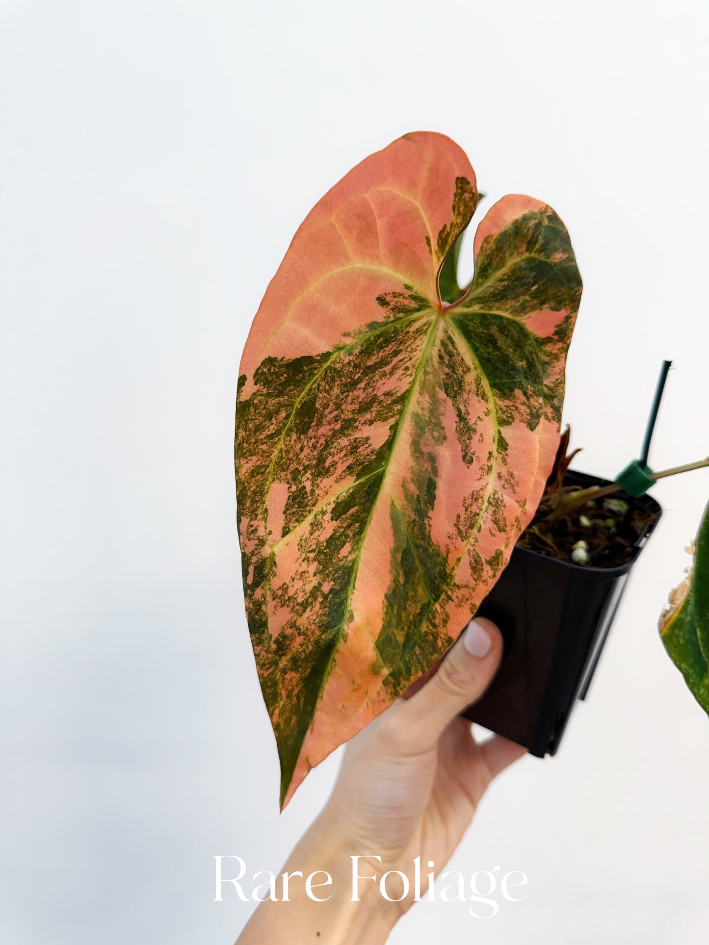 Anthurium Papillilaminum x (Tezula) Ace of Spades Variegated 4” Exact Plant