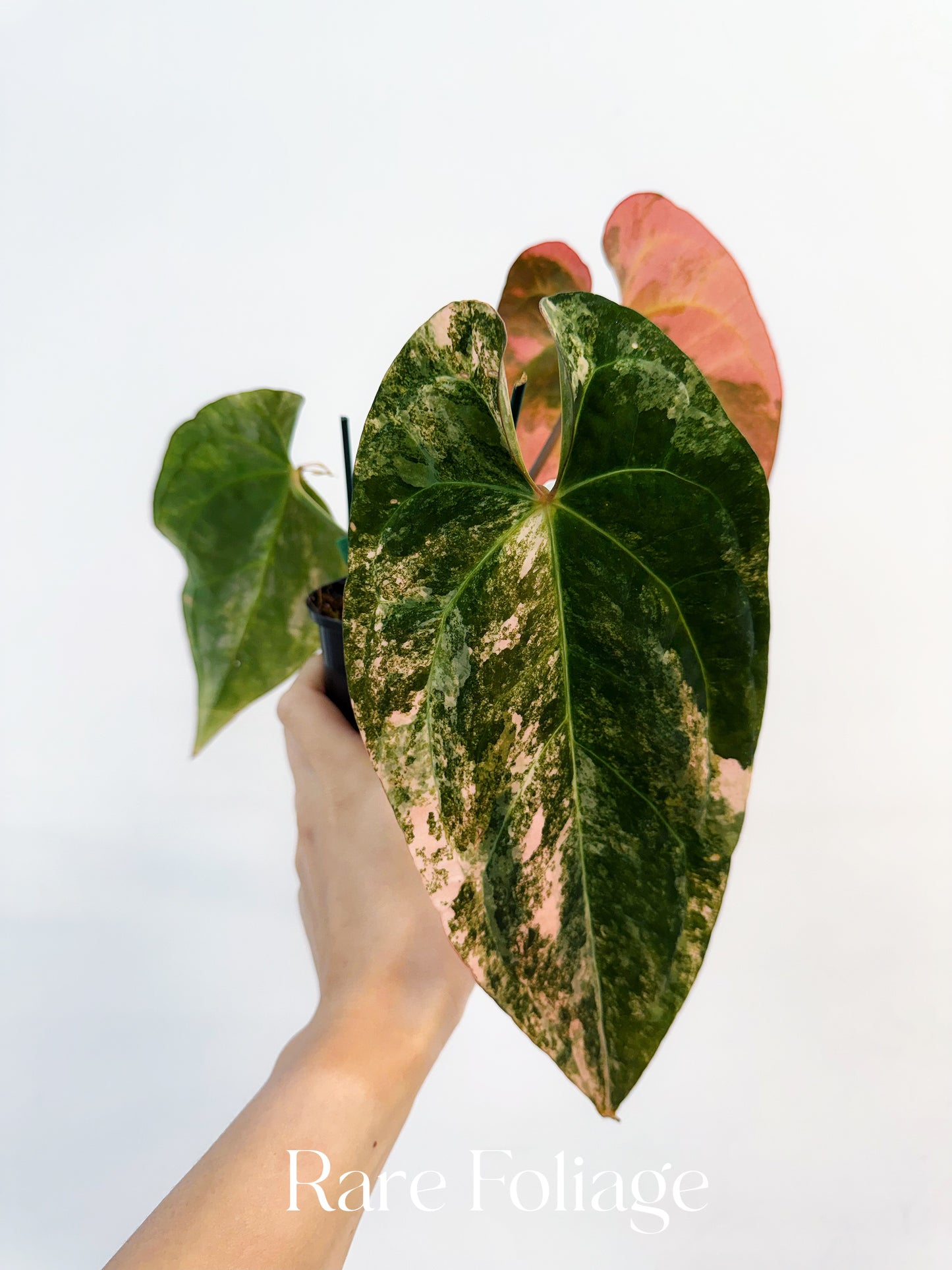 Anthurium Papillilaminum x (Tezula) Ace of Spades Variegated 4” Exact Plant