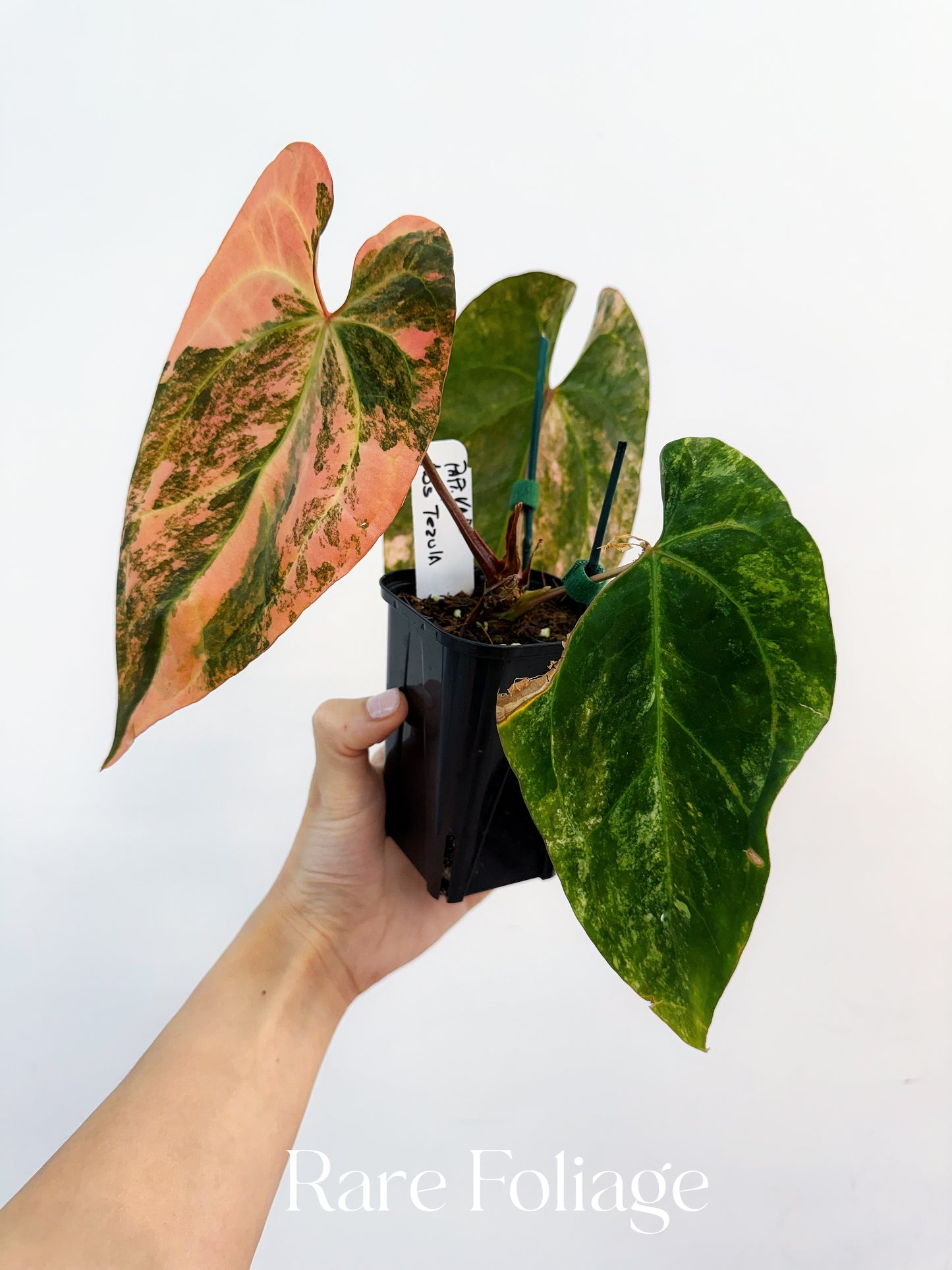 Anthurium Papillilaminum x (Tezula) Ace of Spades Variegated 4” Exact Plant