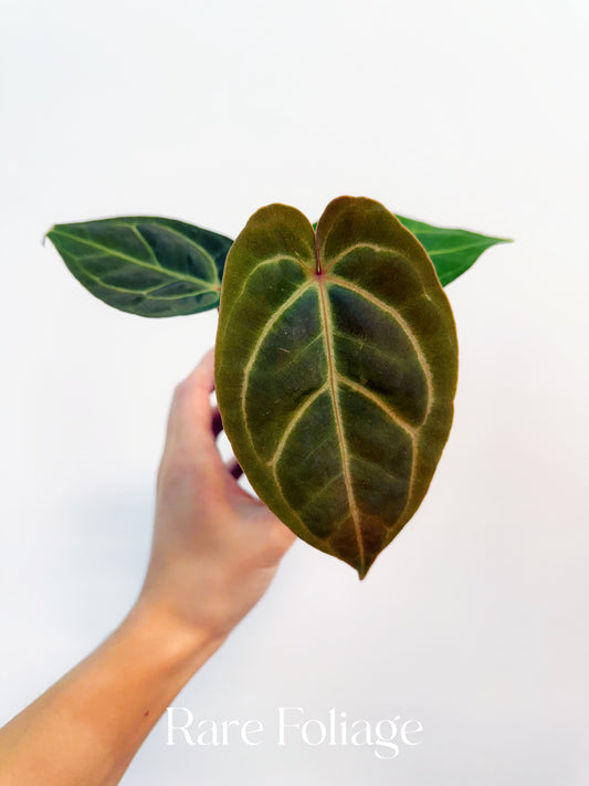 Anthurium Papillilaminum x Bessaeae 4”